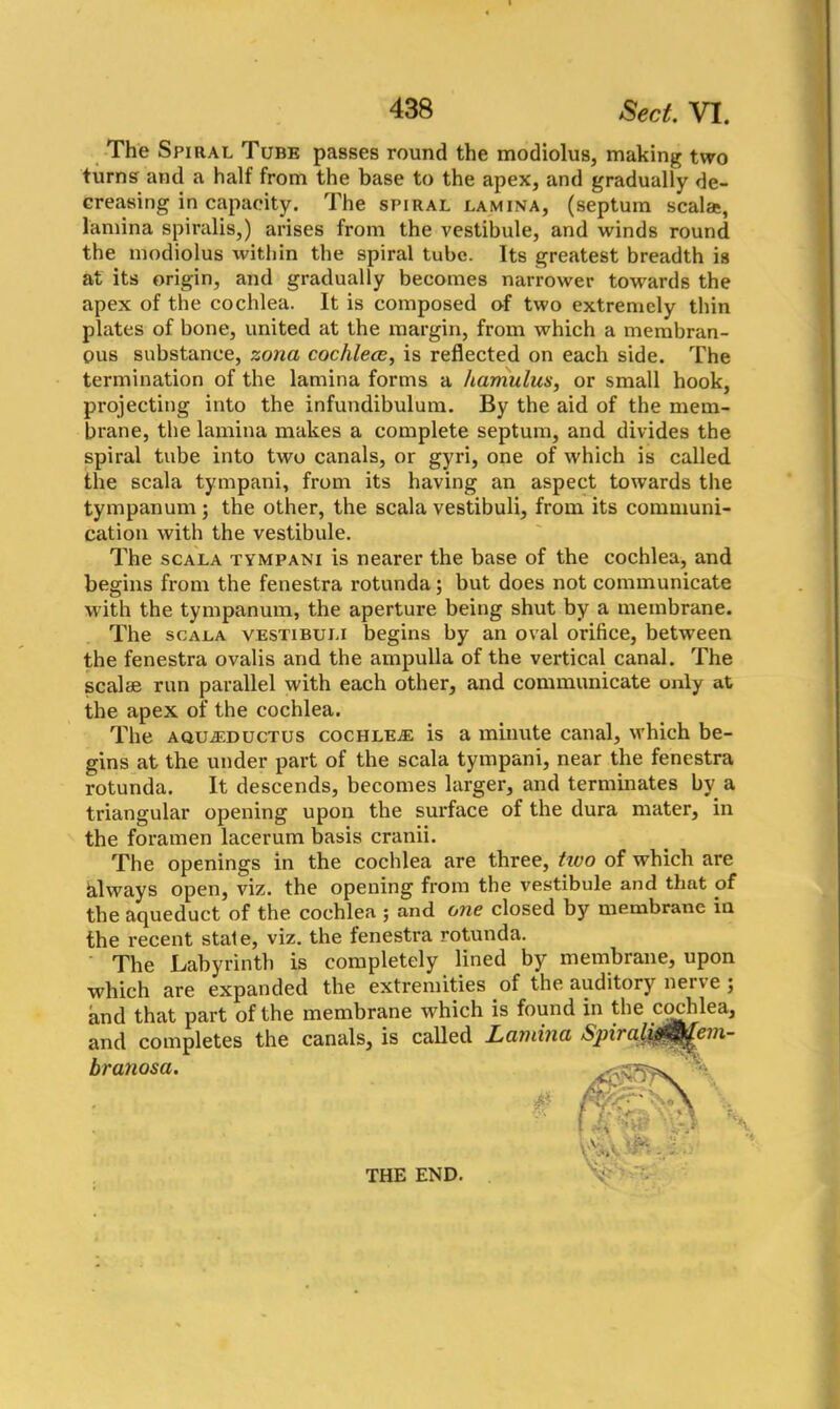 The Spiral Tube passes round the modiolus, making two turns and a half from the base to the apex, and gradually de- creasing in capacity. The spiral lamina, (septum seal*, lamina spiralis,) arises from the vestibule, and winds round the modiolus within the spiral tube. Its greatest breadth is at its origin, and gradually becomes narrower towards the apex of the cochlea. It is composed of two extremely thin plates of bone, united at the margin, from which a membran- ous substance, zona cochlece, is reflected on each side. The termination of the lamina forms a hamulus, or small hook, projecting into the infundibulum. By the aid of the mem- brane, the lamina makes a complete septum, and divides the spiral tube into two canals, or gyri, one of which is called the scala tympani, from its having an aspect towards the tympanum ; the other, the scala vestibuli, from its communi- cation with the vestibule. The scala tympani is nearer the base of the cochlea, and begins from the fenestra rotunda; but does not communicate with the tympanum, the aperture being shut by a membrane. The scala vestibuli begins by an oval orifice, between the fenestra ovalis and the ampulla of the vertical canal. The scalae run parallel with each other, and communicate only at the apex of the cochlea. The AQUiEDUCTUs cochlejE is a minute canal, which be- gins at the under part of the scala tympani, near the fenestra rotunda. It descends, becomes larger, and terminates by a triangular opening upon the surface of the dura mater, in the foramen lacerum basis cranii. The openings in the cochlea are three, tivo of which are hlways open, viz. the opening from the vestibule and that of the aqueduct of the cochlea ; and one closed by membrane in the recent stale, viz. the fenestra rotunda. The Labyrinth is completely lined by membrane, upon which are expanded the extremities of the auditory nerve ; and that part of the membrane which is found in the cochlea, and completes the canals, is called Lamina branosa. em-