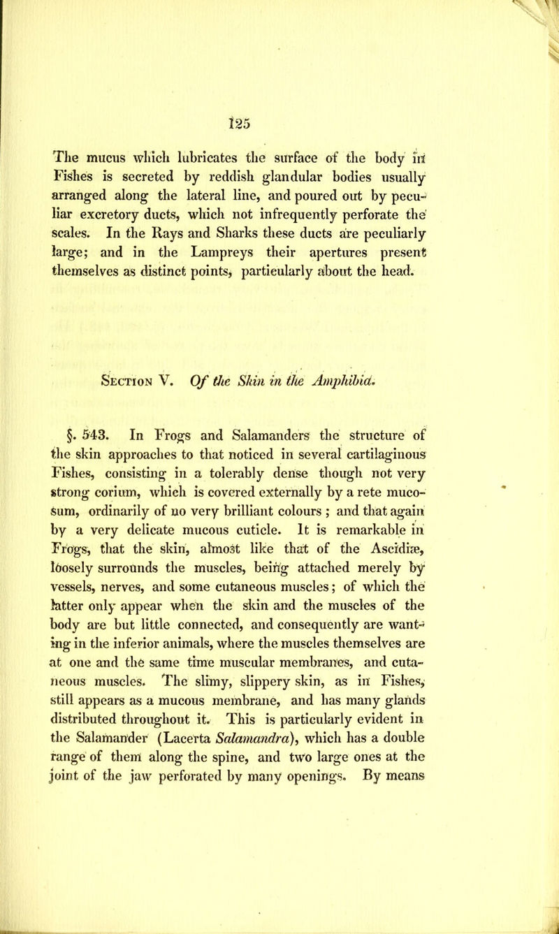 The mucus which lubricates the surface of the body id Fishes is secreted by reddish glandular bodies usually arranged along the lateral line, and poured out by pecu-i liar excretory ducts, which not infrequently perforate the scales. In the Rays and Sharks these ducts are peculiarly large; and in the Lampreys their apertures present themselves as distinct points, particularly about the head. Section V. Of the Skin in the Amphihid, §. 543. In Frogs and Salamanders the structure of the skin approaches to that noticed in several cartilaginous Fishes, consisting in a tolerably dense though not very strong corium, which is covered externally by a rete muco- sum, ordinarily of no very brilliant colours ; and that again by a very delicate mucous cuticle. It is remarkable in Frogs, that the skin, almost like that of the Ascidice, loosely surrounds the muscles, being attached merely by vessels, nerves, and some cutaneous muscles; of which the latter only appear when the skin and the muscles of the body are but little connected, and consequently are want- ing in the inferior animals, where the muscles themselves are at one and the same time muscular membranes, and cuta- neous muscles. The slimy, slippery skin, as in Fishes, still appears as a mucous membrane, and has many glands distributed throughout it. This is particularly evident in the Salamander (Lacerta Salamandra)^ which has a double range of them along the spine, and two large ones at the joint of the jaw perforated by many openings. By means