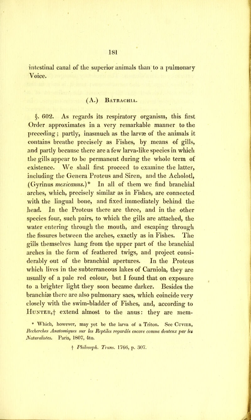 intestinal canal of the superior animals tliaitto a pulmonary Voice. (A.) Batrachia. §. 602. As regards its respiratory organism, this first Order approximates in a very remarkable manner to the preceding; partly, inasmuch as the larvae of the animals it contains breathe precisely as Fishes, by means of gills, and partly because there are a few larva-like species in which the gills appear to be permanent during the whole term of existence. We shall first proceed to examine the latter, including the Genera Proteus and Siren, and the Acholotl, (Gyrinus mexicanus.)* In all of them we find branchial arches, which, precisely similar as in Fishes, are connected with the lingual bone, and fixed immediately behind the head. In the Proteus there are three, and in the other species four, such pairs, to which the gills are attached, the water entering through the mouth, and escaping through the fissures between the arches, exactly as in Fishes. The gills themselves hang from the upper part of the branchial arches in the form of feathered twigs, and project consi- derably out of the branchial apertures. In the Proteus which lives in the subterraneous lakes of Carniola, they are usually of a pale red colour, but I found that on exposure to a brighter light they soon became darker. Besides the branchiae there are also pulmonary sacs, which coincide very closely with the swim-bladder of Fishes, and, according to IIuNTER,f extend almost to the anus: they are mem- * Which, however, may yet be the larva of a Triton. See Cuvier, Rccherches Anatomiques sur les Reptiles regardh encore comme douteux par les Naturalistes. Paris, 1807, 4to. f Philosoph, Trans. 1766, p. 307.