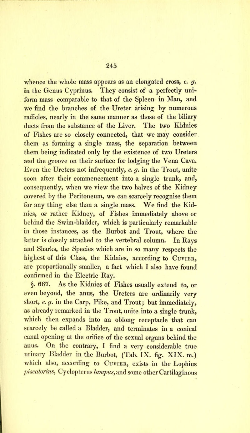 24-5 whence the whole mass appears as an elongated cross, e. g. in the Genus Cyprinus. They consist of a perfectly uni- form mass comparable to that of the Spleen in Man, and we find the branches of the Ureter arising by numerous radicles, nearly in the same manner as those of the biliary ducts from the substance of the Liver, The two Kidnies of Fishes are so closely connected, that we may consider them as forming a single mass, the separation between them being indicated only by the existence of two Ureters and the groove on their surface for lodging the Vena Cava. Even the Ureters not infrequently, e, g. in the Trout, unite soon after their commencement into a single trunk, and, consequently, when we view the two halves of the Kidney covered by the Peritoneum, we can scarcely recognise them for any thing else than a single mass. We find the Kid- iiies, or rather Kidney, of Fishes immediately above or behind the Swim-bladder, which is particularly remarkable in those instances, as the Burbot and Trout, where the latter is closely attached to the vertebral column. In Rays and Sharks, the Species which are in so many respects the highest of this Class, the Kidnies, according to Cuvier, are proportionally smaller, a fact which I also have found confirmed in the Electric Ray. §. 66T. As the Kidnies of Fishes usually extend to, or even beyond, the anus, the Ureters are ordinarily very short, e. g. in the Carp, Pike, and Trout; but immediately, as already remarked in the Trout, unite into a single trunk, which then expands into an oblong receptacle that can scarcely be called a Bladder, and terminates in a conical canal opening at the orifice of the sexual organs behind the anus. On the contrary, I find a very considerable true urinary Bladder in the Burbot, (Tab. IX. fig. XIX. m.) which also, according to Cuvier, exists in the Lophius piscatorim^ Cyclopterus lumpuspAW^ some other Cartilaginous