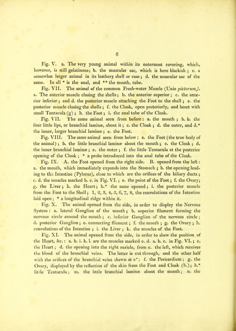 Fig. V. a. The very young animal within its outermost covering, which, however, is still gelatinous; b. the muscular sac, which is here blackish ; c. a somewhat larger animal in its leathery shell or case; d. the muscular sac of the same. In all * is the anal, and ** the mouth, tube. Fig. VII. The animal of the common Fresh-water Muscle (Unio pictorumj, a. The anterior muscle closing the shells ; b. the anterior superior ; c. the ante- rior inferior ; and d. the posterior muscle attaching the Foot to the shell j e. the posterior muscle closing the shells ; f. the Cloak, open posteriorly, and beset with small Tentacula (g) ; h. the Foot; i. the anal tube of the Cloak. Fig. VII. The same animal seen from before : a. the mouth ; b. b. the four little lips, or branchial laminae, about it; c. the Cloak ; d. the outer, and d.* the inner, larger branchial laminae ; e. the Foot. Fig. VIII. The same animal seen from below : a. the Foot (the true body of the animal) ; b. the little branchial laminae about the mouth ; c. the Cloak ; d. the inner branchial laminae ; e. the outer ; f. the little Tentacula at the posterior opening of the Cloak ; * a probe introduced into the anal tube of the Cloak. Fig. IX. A. the Foot opened from the right side. B. opened from the left: a. the mouth, which immediately expands into the Stomach ; b. the opening lead- ing to the Intestine (Pylorus), close to which are the orifices of the biliary ducts ; c. d. the muscles marked b. c. in Fig. VI. ; e. the point of the Foot j f. the Ovary; g. the Liver; h. the Heart; h.* the same opened; i. the posterior muscle from the Foot to the Shell; 1, 2, 3, 4, 5, 6, J, 8, the convolutions of the Intestine laid open ; * a longitudinal ridge within it. Fig. X. The animal opened from the side, in order to display the Nervous System : a. lateral Ganglion of the mouth ; b. superior filament forming the nervous circle around the mouth ; c. inferior Ganglion of the nervous circle ; d. posterior Ganglion; e. connecting filament; f. the mouth ; g. the Ovary ; h. convolutions of the Intestine ; i. the Liver ; k. the muscles of the Foot. Fig. XI. The animal opened from the side, in order to shew the position of the Heart, &c.: a. b. i. k. 1. are the muscles marked e. d. a. b. c. in Fig. VI.; c. the Heart; d. the opening into the right auricle, from e. the left, which receives the blood of the branchial veins. The latter is cut through, and the other half with the orifices of the branchial veins shewn at e*; f. the Pericardium ; g. the Ovary, displayed by the reflection of the skin from the Foot and Cloak (h.); h.* little Tentacula; m. the little branchial laminae about the mouth; n. the