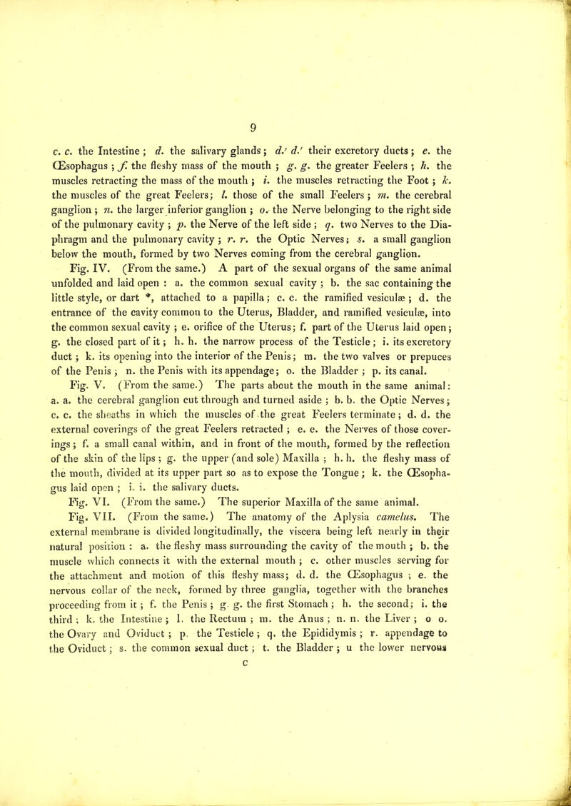 c. c. the Intestine ; d. the salivary glands; d.' d.' tlieir excretory ducts; e. the CEsophagus ; J\ the fleshy mass of the mouth ; g. g. the greater Feelers ; h. the muscles retracting the mass of the mouth ; i. the muscles retracting the Foot ; Jc. the muscles of the great Feelers; /. those of the small Feelers ; m. the cerebral ganglion ; n. the larger inferior ganglion ; o. the Nerve belonging to the right side of the pulmonary cavity ; p. the Nerve of the left side ; q. two Nerves to the Dia- phragm and the pulmonary cavity ; r. r. the Optic Nerves; s. a small ganglion below the mouth, formed by two Nerves coming from the cerebral ganglion. Fig. IV. (From the same.) A part of the sexual organs of the same animal unfolded and laid open : a. the common sexual cavity ; b. the sac containing the little style, or dart *, attached to a papilla; c. c. the ramified vesiculas; d. the entrance of the cavity common to the Uterus, Bladder, and ramified vesiculae, into the common sexual cavity ; e. orifice of the Uterus; f. part of the Uterus laid open; g. the closed part of it; h. h. the narrow prpcess of the Testicle; i. its excretory duct; k. its opening into the interior of the Penis; m. the two valves or prepuces of the Penis ; n. the Penis with its appendage; o. the Bladder ; p. its canal. Fig. V. (From the same.) The parts about the mouth in the same animal: a. a. the cerebral ganglion cut through and turned aside ; b. b. the Optic Nerves; c. c. the sheaths in which the muscles of the great Feelers terminate; d. d. the external coverings of the great Feelers retracted ; e, e. the Nerves of those cover- ings ; f. a small canal within, and in front of the mouth, formed by the reflection of the skin of the lips ; g. the upper (and sole) Maxilla ; h. h. the fleshy mass of the mouth, divided at its upper part so as to expose the Tongue; k. the (Esopha- gus laid open ; i. i. the salivary ducts. Fig. VI. (From the same.) The superior Maxilla of the same animal. Fig. VII. (From the same.) The anatomy of the Aplysia camelus. The external membrane is divided longitudinally, the viscera being left nearly in their natural position : a. the fleshy mass surrounding the cavity of the mouth ; b. the muscle which connects it with the external mouth ; c. other muscles serving for the attachment and motion of this fleshy mass; d. d. the CEsophagus e. the nervous collar of the neck, formed by three ganglia, together with the branches proceeding from it ; f. the Penis ; g. g. the first Stomach ; h. the second; i. the third ; k, the Intestine ; 1. the Rectum ; m. the Anus ; n. n. the Liver ; o o. the Ovary and Oviduct ; p. the Testicle ; q. the Epididymis ; r. appendage to the Oviduct; s. the common sexual duct; t. the Bladder ; u the low^er nervous c