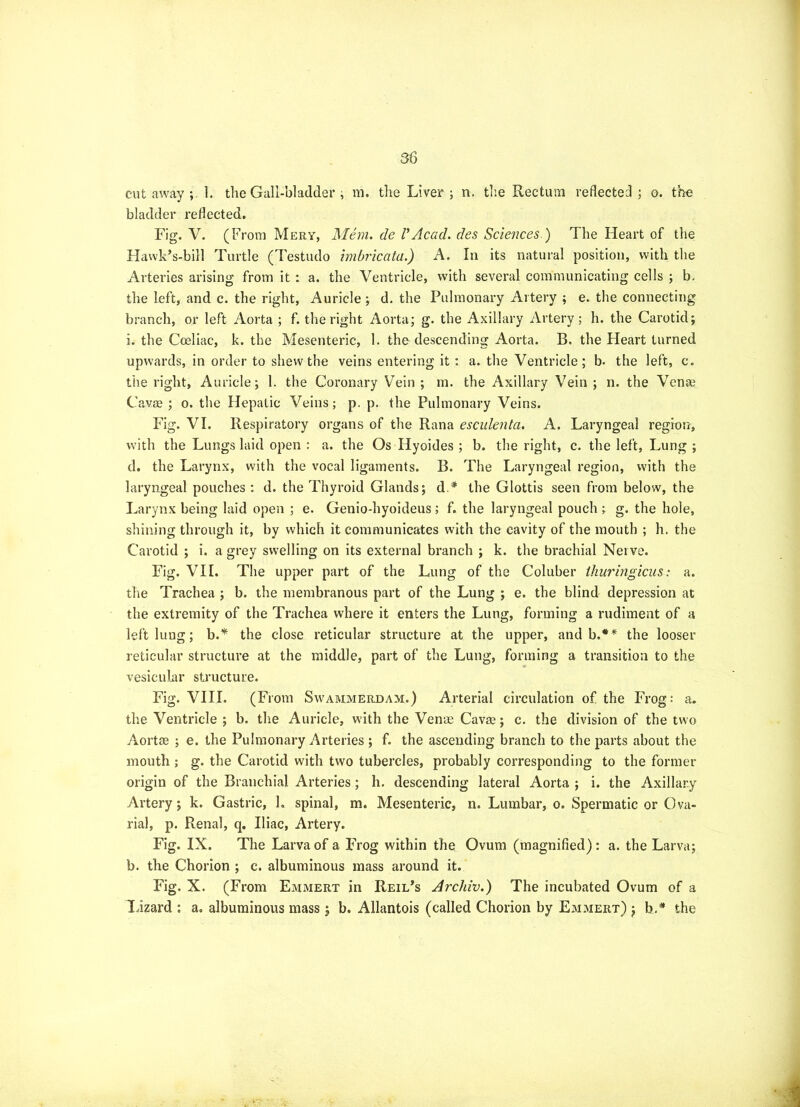 cut away 1. the Gall-bladder ; m. the Liver ; n. tlie Rectuin reflected ; o. the bladder reflected. Fig. V. (From Mery, Mem. de VAcad, des Sciences ) The Heart of the Flawk’s-bill Turtle (Testudo imbricata.) A. In its natural position, with the Arteries arising from it: a. the Ventricle, with several communicating cells ; b- the left, and c. the right, Auricle ; d. the Pulmonary Artery ; e. the connecting branch, or left Aorta ; f. the right Aorta; g. the Axillary Artery; h. the Carotid; i. the Coeliac, k. the Mesenteric, 1. the descending Aorta. B. the Heart turned upwards, in order to shew the veins entering it: a. the Ventricle; b. the left, c. tlie right, Auricle; 1. the Coronary Vein ; m. the Axillary Vein ; n. the Venae Cavre ; o. the Hepatic Veins; p. p. the Pulmonary Veins. Fig. VI. Respiratory organs of the Rana esculenta. A. Laryngeal region, with the Lungs laid open : a. the Os Hyoides ; b. the right, c. the left. Lung ; d. the Larynx, with the vocal ligaments. B. The Laryngeal region, with the laryngeal pouches : d. the Thyroid Glands; d * the Glottis seen from below, the Larynx being laid open ; e. Genio-hyoideus; f. the laryngeal pouch ; g. the hole, shining through it, by which it communicates with the cavity of the mouth ; h. the Carotid ; i. a grey swelling on its external branch ; k. the brachial Nerve. Fig. VII. The upper part of the Lung of the Coluber ihuringicus: a. the Trachea ; b. the membranous part of the Lung ; e. the blind depression at the extremity of the Trachea where it enters the Lung, forming a rudiment of a left lung; b.'^ the close reticular structure at the upper, and b.** the looser reticular structure at the middle, part of the Lung, forming a transition to the vesicLihir structure. Fig. VIII. (From Swammerdam.) Arterial circulation of the Frog: a. the Ventricle ; b. the Auricle, with the Venae Cavae; c. the division of the two AortJe ; e. the Pulmonary Arteries ; f. the ascending branch to the parts about the mouth ; g. the Carotid with two tubercles, probably corresponding to the former origin of the Branchial Arteries; h. descending lateral Aorta ; i. the Axillary Artery; k. Gastric, L spinal, m. Mesenteric, n. Lumbar, o. Spermatic or Ova- rial, p. Renal, q. Iliac, Artery. Fig. IX. The Larva of a Frog within the Ovum (magnified): a. the Larva; b. the Chorion ; c. albuminous mass around it. Fig. X. (From Emmery in Reil’s Archiv.) The incubated Ovum of a lizard ; a, albuminous mass; b. Allantois (called Chorion by E^imert) ; b.^ the