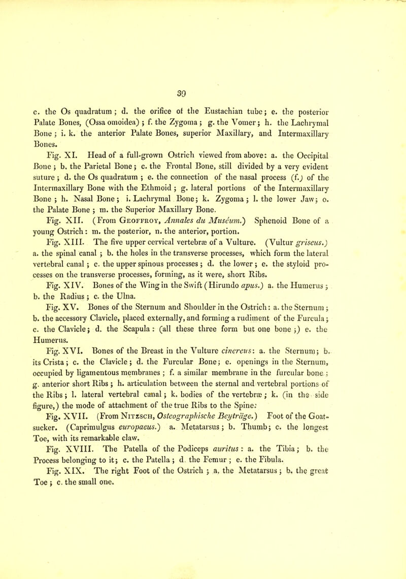 c. the Os quadratum ; d. the orifice of the Eustachian tube; e. the posterior Palate Bones, (Ossa omoldea) ; f. the Zygoma; g. the Vomer; h. the Lachrymal Bone ; i. k. the anterior Palate Bones, superior Maxillary, and Intermaxillary Bones. Fig. XL Head of a full-grown Ostrich viewed from above: a. the Occipital Bone ; b. the Parietal Bone; c. the Frontal Bone, still divided by a very evident suture ; d. the Os quadratum ; e. the connection of the nasal process (f.; of the Intermaxillary Bone with the Ethmoid ; g. lateral portions of the Intermaxillary Bone; h. Nasal Bone; i. Lachrymal Bone; k. Zygoma; 1. the lower Jaw; o. the Palate Bone ; m. the Superior Maxillary Bone. Fig. XII. (From Geoffroy, Annales du Museum.') Sphenoid Bone of a young Ostrich; m. the posterior, n. the anterior, portion. Fig. XIII. The five upper cervical vertebrae of a Vulture. (Vultur gt'iseus.) a. the spinal canal ; b. the holes in the transverse processes, which form the lateral vertebral canal ; c. the upper spinous processes ; d. the lower ; e. the styloid pro- cesses on the transverse processes, forming, as it were, short Ribs. Fig. XIV. Bones of the Wing in the Swift (Hirundo apus.) a. the Humerus; b. the Radius ; c. the Ulna. Fig. XV. Bones of the Sternum and Shoulder in the Ostrich: a. the Sternum ; b. the accessory Clavicle, placed externally, and forming a rudiment of the Furcula; c. the Clavicle; d. the Scapula : (all these three form but one bone ;) e. the Humerus. Fig. XVI. Bones of the Breast in the Vulture cinereus'. a. the Sternum; b. its Crista; c. the Clavicle; d. the Furcular Bone; e. openings in the Sternum, occupied by ligamentous membranes ; f. a similar membrane in the furcular bone.; g. anterior short Ribs ; h. articulation between the sternal and vertebral portions of the Ribs ; 1. lateral vertebral canal; k. bodies of the vertebrse; k. (in the ^ side figure,) the mode of attachment of the true Ribs to the Spine; Fig. XVH. (From Nitzsch, Osteographische Beytrage.) Foot of the Goat- sucker. (Caprimulgus europaeus.) a. Metatarsus; b. Thumb; c. the longest Toe, with its remarkable claw. Fig. XVIII. The Patella of the Podiceps auritiis : a. the Tibia; b. the Process belonging to it; c. the Patella ; d. the Femur ; e. the Fibula. Fig. XIX. The right Foot of the Ostrich ; a, the Metatarsus ; b. the great Toe ; c. the small one.