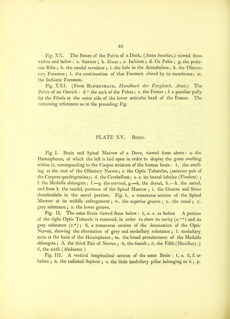 Fig. XX. The Bones of the Pelvis of a Duck, (Anus boschas,) viewed from within and below: a. Sacrum ; b. Ilium ; c. Ischium ; d. Os Pubis ; g. the poste- rior Ribs ; h. the caudal vertebra? ; i. the hole in the Acetabulum; k. the Obtura- tory Foramen ; 1. the continuation of that Foramen closed by its membrane j m. the Ischiatic Foramen. Fig. XXI. (From Blumenbach, Handbiick der Vergleich. Anat.) The Pelvis of an Ostrich : d.* the arch of the Pubes ; e. the Femur ; f. a peculiar pully for the Fibula at the outer side of the lower articular head of the Femur. The remaining references as in the preceding Fig. PLATE XV. Birds. Fig. I. Brain and Spinal Marrow of a Dove, viewed from above: a. the Hemispheres, of which the left is laid open in order to display the great swelling within it, corresponding to the Corpus striatum of the human brain : 1, the swell- ing at the root of the Olfactory Nerves; c. the Optic Tubercles, (anterior pair of the Corpora quadrigeminaj; d. the Cerebellum 3 e. e. its lateral lobules (Flocken) ; f. the Medulla oblongata ; f.—g. the cervical, g.—h. the dorsal, h.—k. the sacral, and from k. the caudal, portions of the Spinal Marrow ; i. the Groove and Sinus rhomboidalis in the sacral portion. Fig. 1, a transverse section of the Spinal Marrow at its middle enlargement 5 w. the superior groove ; x. the canal 5 y. grey substance ; z. the lower groove. Fig. II. The same Brain viewed from below: 1, a. c. as before. A portion of the right Optic Tubercle is removed, in order to show its cavity (c.*^) and its grey substance (c.*) ; 2, a transverse section of the decussation of the Optic Nerves, shewing the alternation of grey and medullary substance; 1. medullary striae at the basis of the Hemispheres ; m. the broad protuberance of the Medulla oblongata ; 3, the third Pair of Nerves ; 4, the fourth ; 5, the Fifth (Maxillary;) 6, the sixth (Abductor.) Fig. HI. A vertical longitudinal section of the same Brain : 1, a. 2, f. as before ; n. the radiated Septum ; 0. the little medullary pillar belonging to it; p.