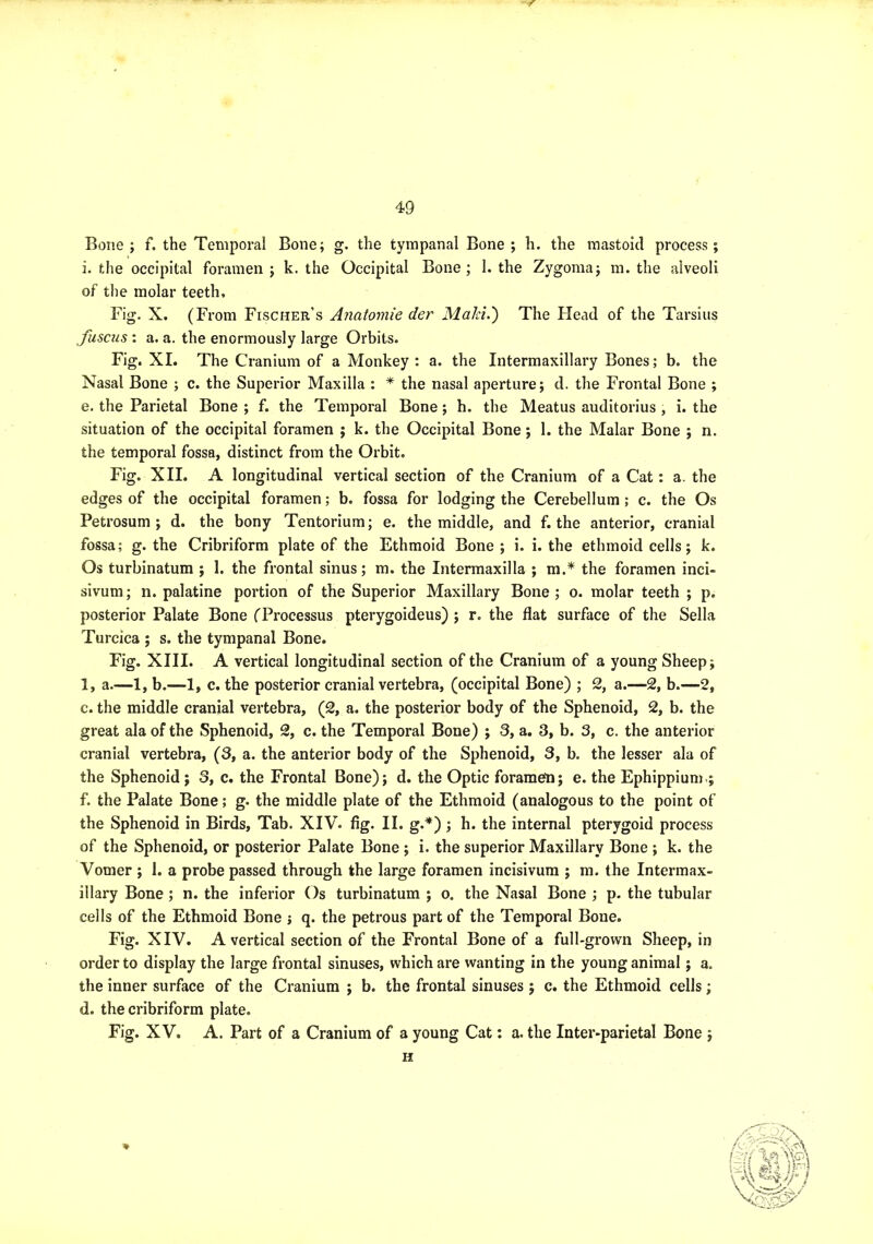 Bone ; f. the Temporal Bone; g. the tympanal Bone ; h. the mastoid process; i. the occipital foramen ; k. the Occipital Bone; 1. the Zygoma; m. the alveoli of the molar teeth. Fig. X. (From Fischer’s Anatomie der Maid,') The Head of the Tarsius fusciis : a. a. the enormously large Orbits. Fig. XI. The Cranium of a Monkey : a. the Intermaxillary Bones; b. the Nasal Bone ; c. the Superior Maxilla : * the nasal aperture; d. the Frontal Bone ; e. the Parietal Bone ; f. the Temporal Bone; h. the Meatus auditorius , i. the situation of the occipital foramen ; k. the Occipital Bone; 1. the Malar Bone ; n. the temporal fossa, distinct from the Orbit. Fig. XII. A longitudinal vertical section of the Cranium of a Cat: a. the edges of the occipital foramen; b. fossa for lodging the Cerebellum; c. the Os Petrosum ; d. the bony Tentorium; e. the middle, and f. the anterior, cranial fossa; g. the Cribriform plate of the Ethmoid Bone ; i. i. the ethmoid cells; k. Os turbinatum ; 1. the frontal sinus; m. the Intermaxilla ; m.* the foramen inci- sivum; n. palatine portion of the Superior Maxillary Bone; o. molar teeth ; p. posterior Palate Bone (Processus pterygoideus) ; r. the flat surface of the Sella Turcica ; s. the tympanal Bone. Fig. XIII. A vertical longitudinal section of the Cranium of a young Sheep; 1, a.—1, b.—1, c. the posterior cranial vertebra, (occipital Bone) ; 2, a.—2, b.—2, c. the middle cranial vertebra, (2, a. the posterior body of the Sphenoid, 2, b. the great ala of the Sphenoid, 2, c. the Temporal Bone) ; 3, a. 3, b. 3, c. the anterior cranial vertebra, (3, a. the anterior body of the Sphenoid, 3, b. the lesser ala of the Sphenoid; 3, c. the Frontal Bone); d. the Optic foramefn; e. the Ephippium ; f. the Palate Bone; g. the middle plate of the Ethmoid (analogous to the point of the Sphenoid in Birds, Tab. XIV. fig. II. g.*) ; h. the internal pterygoid process of the Sphenoid, or posterior Palate Bone ; i. the superior Maxillary Bone ; k. the Vomer ; 1. a probe passed through the large foramen incisivum ; m. the Intermax- illary Bone ; n. the inferior Os turbinatum ; o. the Nasal Bone ; p. the tubular cells of the Ethmoid Bone ; q. the petrous part of the Temporal Bone. Fig. XIV. A vertical section of the Frontal Bone of a full-grown Sheep, in order to display the large frontal sinuses, which are wanting in the young animal; a. the inner surface of the Cranium ; b. the frontal sinuses ; c. the Ethmoid cells; d. the cribriform plate. Fig. XV. A. Part of a Cranium of a young Cat: a. the Inter-parietal Bone ; H