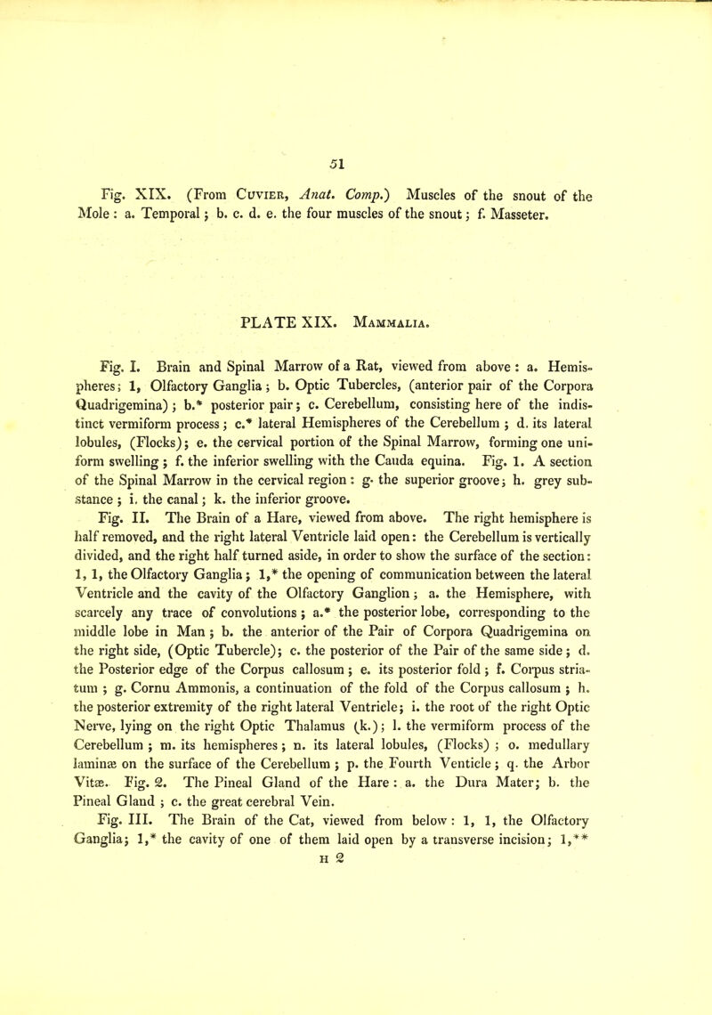 Fig. XIX. (From Cuvier, A?iat. Comp.) Muscles of the snout of the Mole : a. Temporal j b. c. d. e. the four muscles of the snout •, f. Masseter. PLATE XIX. Mammalia. Fig. I. Brain and Spinal Marrow of a Rat, viewed from above : a. Hemis- pheres ; 1, Olfactory Ganglia; b. Optic Tubercles, (anterior pair of the Corpora Quadrigemina) ; b.* posterior pair; c. Cerebellum, consisting here of the indis- tinct vermiform process; c.* lateral Hemispheres of the Cerebellum ; d. its lateral lobules, (Flocks); e. the cervical portion of the Spinal Marrow, forming one uni- form swelling ; f. the inferior swelling with the Cauda equina. Fig. 1. A section of the Spinal Marrow in the cervical region : g- the superior groove i h. grey sub- stance ; i, the canal; k. the inferior groove. Fig. II. The Brain of a Hare, viewed from above. The right hemisphere is half removed, and the right lateral Ventricle laid open: the Cerebellum is vertically divided, and the right half turned aside, in order to show the surface of the section: 1, 1, the Olfactory Ganglia; 1,^ the opening of communication between the lateral Ventricle and the cavity of the Olfactory Ganglion; a. the Hemisphere, with scarcely any trace of convolutions ; a.* the posterior lobe, corresponding to the middle lobe in Man ; b. the anterior of the Pair of Corpora Quadrigemina on the right side, (Optic Tubercle); c. the posterior of the Pair of the same side; d. the Posterior edge of the Corpus callosum ; e. its posterior fold ; f. Corpus stria- tum ; g. Cornu Ammonis, a continuation of the fold of the Corpus callosum ; h. the posterior extremity of the right lateral Ventricle; i. the root of the right Optic Neiwe, lying on the right Optic Thalamus (k.); 1. the vermiform process of the Cerebellum ; m. its hemispheres ; n. its lateral lobules, (Flocks) ; o. medullary lamin£B on the surface of the Cerebellum ; p. the Fourth Venticle; q. the Arbor Vitm. Fig. 2. The Pineal Gland of the Hare : a. the Dura Mater; b. the Pineal Gland ; c. the great cerebral Vein. Fig. HI. The Brain of the Cat, viewed from below : 1, 1, the Olfactory Ganglia; 1,* the cavity of one of them laid open by a transverse incision; H 2