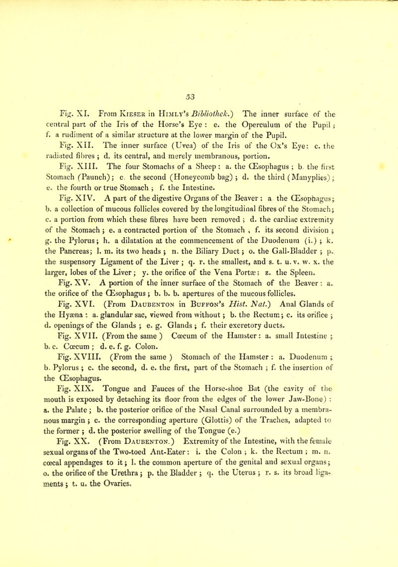 Fig. XI. From Kieser in Hi:mly’s Biblioike/c.') The inner surface of the central part of the Iris of the Horse’s Eye ; e. the Operculum of the Pupil; f. a rudiment of a similar structure at the lower margin of the Pupil. Fig. XII. The inner surface (Uvea) of the Iris of the Ox’s Eye: c. the radiated fibres ; d. its central, and merely membranous, portion. Fig. XIII. The four Stomachs of a Sheep: a. the QEsophagus ; b. the first Stomach (Paunch); c. the second (Honeycomb bag) ; d. the third (Manyplies) ; e. the fourth or true Stomach ; f. the Intestine. Fig. XIV. A part of the digestive Organs of the Beaver : a the CEsophagus; b. a collection of mucous follicles covered by the longitudinal fibres of the Stomach; c. a portion from which these fibres have been removed ; d. the cardiac extremity of the Stomach ; e. a contracted portion of the Stomach ^ f. its second division ; g. the Pylorus; h. a dilatation at the commencement of the Duodenum (i.) ; k. the Pancreas; 1. m. its two heads ; n. the Biliary Duct; o. the Gall-Bladder ; p. the suspensory Ligament of the Liver; q. r. the smallest, and s. t. u. v. vv. x. the larger, lobes of the Liver; y. the orifice of the Vena Portae; z. the Spleen. Fig. XV. A portion of the inner surface of the Stomach of the Beaver ; a. the orifice of the CEsophagus ; b. b. b. apertures of the mucous follicles. Fig. XVI. (From Daubenton in Buffon’s Hist. Nat.) Anal Glands of the Hyaena : a. glandular sac, viewed from without; b. the Rectum; c. its orifice ; d. openings of the Glands ; e. g. Glands ; f. their excretory ducts. Fig. XVII. (From the same ) Coecum of the Hamster: a. small Intestine ; b. c. Coecum ; d. e. f. g. Colon. Fig. XVIII. (From the same ) Stomach of the Hamster : a. Duodenum ; b. Pylorus; c. the second, d. e. the first, part of the Stomach ; f. the insertion of the CEsophagus. Fig. XIX. Tongue and Fauces of the Horse-shoe Bat (the cavity of the mouth is exposed by detaching its floor from the edges of the lower Jaw-Bone) : a. the Palate ; b. the posterior orifice of the Nasal Canal surrounded by a membra- nous margin ; c. the corresponding aperture (Glottis) of the Trachea, adapted to the former ; d. the posterior swelling of the Tongue (e.) Fig. XX. (From Daubenton.) Extremity of the Intestine, with the female sexual organs of the Two-toed Ant-Eater: i. the Colon; k. the Rectum ; m. n. coecal appendages to it; 1. the common aperture of the genital and sexual organs; o. the orifice of the Urethra ; p. the Bladder ; q. the Uterus ; r. s. its broad liga- ments ; t. u. the Ovaries,