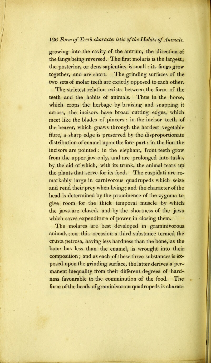 growing into the cavity of the antrum, the direction of the fangs being reversed. The first molaris is the largest; the posterior, or dens sapientiae, is small: its fangs grow together, and are short. The grinding surfaces of the two sets of molar teeth are exactly opposed to each other. The strictest relation exists between the form of the teeth and the habits of animals. Thus in the horse, which crops the herbage by bruising and snapping it across, the incisors have broad cutting edges, which meet like the blades of pincers : in the incisor teeth of the beaver, which gnaws through the hardest vegetable fibre, a sharp edge is preserved by the disproportionate distribution of enamel upon the fore part: in the lion the incisors are pointed: in the elephant, front teeth grow from the upper jaw only, and are prolonged into tusks, by the aid of which, with its trunk, the animal tears up the plants that serve for its food. The cuspidati are re- markably large in carnivorous quadrupeds which seize and rend their prey when living; and the character of the head is determined by the prominence of the zygoma to give room for the thick temporal muscle by which the jaws are closed, and by the shortness of the jaws which saves expenditure of power in closing them. The molares are best developed in graminivorous animals; on this occasion a third substance termed the crusta petrosa, having less hardness than the bone, as the bone has less than the enamel, is wrought into their composition; and as each of these three substances is ex- posed upon the grinding surface, the latter derives a per- manent inequality from their different degrees of hard- ness favourable to the comminution of the food. The form of the heads of graminivorous quadrupeds is charac-