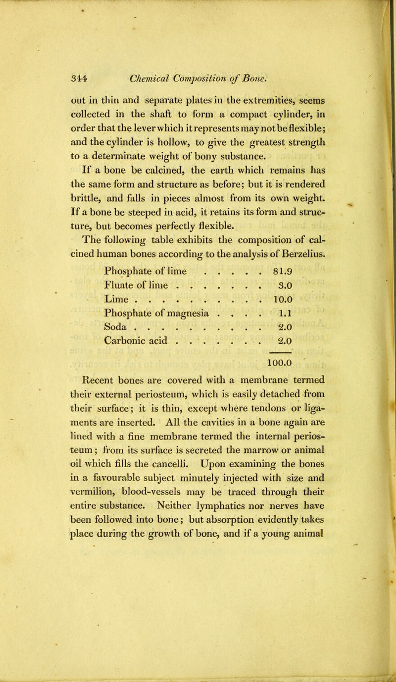 out in thin and separate plates in the extremities, seems collected in the shaft to form a compact cylinder, in and the cylinder is hollow, to give the greatest strength to a determinate weight of bony substance. If a bone be calcined, the earth which remains has the same form and structure as before; but it is rendered brittle, and falls in pieces almost from its own weight. If a bone be steeped in acid, it retains its form and struc- ture, but becomes perfectly flexible. The following table exhibits the composition of cal- cined human bones according to the analysis of Berzelius. Phosphate of lime 81.9 Fluate of lime 3.0 ' Lime 10.0 Phosphate of magnesia . , . . 1.1 Soda 2.0 Carbonic acid 2.0 100.0 Recent bones are covered with a membrane termed their external periosteum, which is easily detached from their surface; it is thin, except where tendons or liga- ments are inserted. All the cavities in a bone again are lined with a fine membrane termed the internal perios- teum ; from its surface is secreted the marrow or animal oil which fills the cancelli. Upon examining the bones in a favourable subject minutely injected with size and vermilion, blood-vessels may be traced through their entire substance. Neither lymphatics nor nerves have been followed into bone; but absorption evidently takes place during the growth of bone, and if a young animal