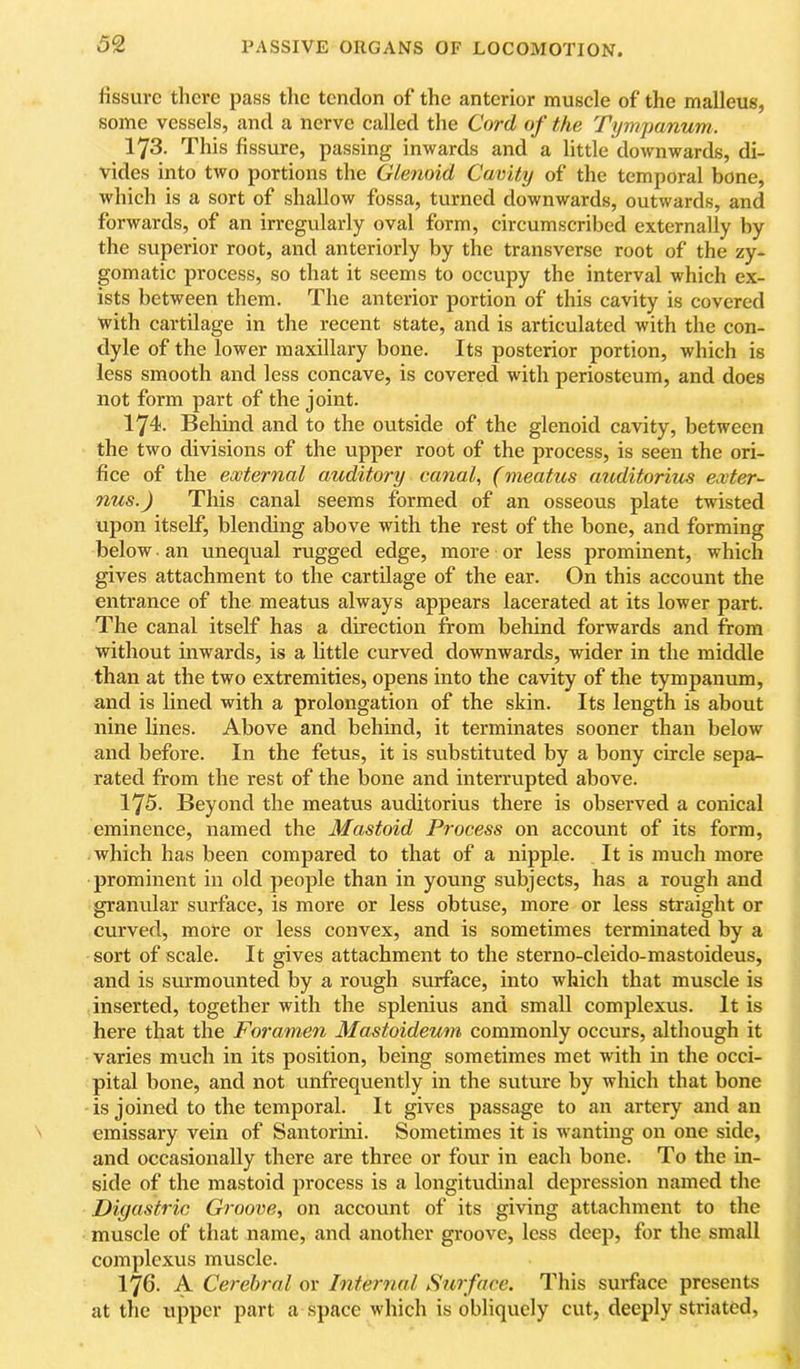 lissuvc there pass the tendon of the anterior muscle of the malleus, some vessels, and a nerve called the Cord of the Tympanum. 173. This fissure, passing inwards and a little downwards, di- vides into two portions the Glenoid Cavity of the temporal bone, which is a sort of shallow fossa, turned downwards, outwards, and forwards, of an irregularly oval form, circumscribed externally by the superior root, and anteriorly by the transverse root of the zy- gomatic process, so that it seems to occupy the interval which ex- ists between them. The anterior portion of this cavity is covered with cartilage in the recent state, and is articulated with the con- dyle of the lower maxillary bone. Its posterior portion, which is less smooth and less concave, is covered with periosteum, and does not form part of the joint. 174. Behind and to the outside of the glenoid cavity, between the two divisions of the upper root of the process, is seen the ori- fice of the external auditory canal, (meatus auditorius extern nus.) This canal seems formed of an osseous plate twisted upon itself, blending above with the rest of the bone, and forming below an unequal rugged edge, more or less prominent, which gives attachment to the cartilage of the ear. On this account the entrance of the meatus always appears lacerated at its lower part. The canal itself has a direction from behind forwards and from without inwards, is a httle curved downwards, wider in the middle than at the two extremities, opens into the cavity of the tympanum, and is lined with a prolongation of the skin. Its length is about nine lines. Above and behind, it terminates sooner than below and before. In the fetus, it is substituted by a bony circle sepa- rated from the rest of the bone and interrupted above. 175. Beyond the meatus auditorius there is observed a conical eminence, named the Mastoid Process on account of its form, which has been compared to that of a nipple. It is much more prominent in old people than in young subjects, has a rough and granular surface, is more or less obtuse, more or less straight or curved, more or less convex, and is sometimes terminated by a sort of scale. It gives attachment to the sterno-cleido-mastoideus, and is surmounted by a rough surface, into which that muscle is inserted, together with the splenius and small complexus. It is here that the Foramen Mastoideum commonly occurs, although it varies much in its position, being sometimes met with in the occi- pital bone, and not unfrequently in the suture by which that bone is joined to the temporal. It gives passage to an artery and an emissary vein of Santorini. Sometimes it is wanting on one side, and occasionally there are three or four in each bone. To the in- side of the mastoid process is a longitudinal depression named the Digastric Groove, on account of its giving attachment to the muscle of that name, and another groove, less deep, for the small complexus muscle. 176. A Cerebral or Internal Surface. This surface presents at the upper part a space which is obliquely cut, deeply striated,