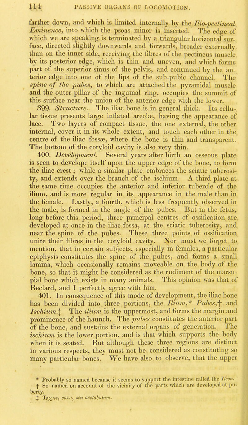 farther down, and which is limited internally by the liio-pactineal Eminence, into which the psoas minor is inserted. The edge of which we arc speaking is terminated by a triangular horizontal sur- face, directed slightly downwards and forwards, broader externally than on the inner side, receiving the fibres of the pectineus muscle by its posterior edge, which is thin and uneven, and which forms part of the superior sinus of the pelvis, and continued by the an- terior edge into one of the lips of the sub-pubic channel. The spine of the pubes, to which are attached the pyramidal muscle and the outer pillar of the inguinal ring, occupies the summit of this surface near the union of the anterior edge with the lower. 399. Structure. The iliac bone is in general thick. Its cellu- lar tissue presents large inflated areolae, having the appearance of lace. Two layers of compact tissue, the one external, the other internal, cover it in its whole extent, and touch eacli other in the. centre of the iliac fossae, where the bone is thin and transparent. The bottom of the cotyloid cavity is also very thin. 400. Development. Several years after birth an osseous plate is seen to develope itself upon the upper edge of the bone, to form the niac crest; while a similar plate embraces the sciatic tuberosi- ty, and extends over the branch of the ischium. A third plate at the same time occupies the anterior and inferior tubercle of the ilium, and is more regular in its appearance in the male than in the female. Lastly, a fourth, which is less frequently observed in the male, is formed in the angle of the pubes. But in the fetus, long before this period, three principal centres of ossification are. developed at once in the iliac fossa, at the sciatic tuberosity, and near the spine of the pubes. These three points of ossification unite their fibres in the cotyloid cavity. Nor must we forget to mention, that in certain subjects, especially in females, a particular epiphysis constitutes the spine of the pubes, and forms a small lamina, which occasionally remains moveable on the body of the bone, so that it might be considered as the rudiment of the marsu- pial bone which exists in many animals. This opinion was that of Bedard, and I perfectly agree with him. 401. In consequence of this mode of development, the iliac bone has been divided into three portions, the Ilium,* Piibes,-\ and Ischium.\ The ilium is the uppermost, and forms the margin and prominence of the haunch. I'he puhes constitutes the anterior ])art of the bone, and sustains the external organs of generation. The ischium is the lower portion, and is that which supports the body when it is seated. But although these three regions are distinct in various respects, they must not be considered as constituting so many partievdar bones. We have also to observe, that the upper • Probably so named because it seems to support the intestine called the Ikon. f So named on account of the vicinity of the parts which are developed at pu- berty. J coxa, scu acclahnlum.