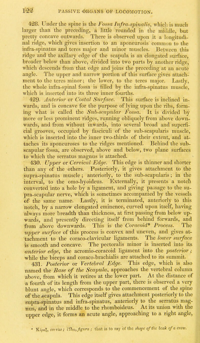 428. Under the spine is the Fossa Infra-spmalis, which is much larger than the preceding, a little rounded in the middle, but pretty concave outwards. There is observed upon it a longitudi- nal ridge, which gives insertion to an aponeurosis common to the infra-spinatus and teres major and minor muscles. Between this ridge and the axillary edge of the scapula is an elongated surface, broader below than above, divided into two parts by another ridge, which descends from that edge and joins the preceding at an acute angle. The upper and narrow portion of this surface gives attach- ment to the teres minor; the lower, to the teres major. Lastly, the whole infra-spinal fossa is filled by the infra-spinatus muscle, which is inserted into its three inner fourths. 429- Anterior or Costal Surface. This surface is inchned in- wards, and is concave for the purpose of lying upon the ribs, form- ing what is called the Sub-scapular Fossa. It is divided by more or less prominent ridges, running obhquely from above down- wards, and from without inwards, into several broad and superfi- cial grooves, occupied by fasciculi of the sub-scapularis muscle, which is inserted into the inner two-thirds of their extent, and at- taches its aponeuroses to the ridges mentioned. Behind the sub- scapular fossa, are observed, above and below, two plane surfaces to which the serratus magnus is attached. 430. Upper or Cervical Edge. This edge is thinner and shorter than any of the others. Posteriorly, it gives attachment to the supra-spinatus muscle; anteriorly, to the sub-scapularis; in the interval, to the omo-hyoideus. Externally, it presents a notch converted into a hole by a ligament, and giving passage to the su- pra-scapular nerve, which is sometimes accompanied by the vessels of the same name. Lastly, it is terminated, anteriorly to this notch, by a narrow elongated eminence, curved upon itself, having always more breadth than thickness, at first passing from below up- wards, and presently directing itself from behind forwards, and from above downwards. This is the Coracoid* Process. The upper surface of this process is convex and uneven, and gives at- tachment to the coraco-clavicular hgaments. The lower stirface is smooth and concave. The pectorahs minor is inserted into its anterioi’ edge, the acromio-coracoid hgament into the posterior ; while the biceps and coraco-brachiahs are attached to its summit. 431. Posterior or Vertebral Edge. This edge, which is also named the Base of the Scapula, approaches the vertebral coliunn above, from which it retires at the lower part. At the distance of a fourth of its length from the upper part, there is observed a very blunt angle, which corresponds to the commencement of the spine of the £capvda. This edge itself gives attachment posteriorly to the supra-spinatus and infra-spinatus, anteriorly to the serratus mag- nus, and in the middle to the rhomboideus. At its union with the upper edge, it forms an acute angle, approaching to a right angle, * Kipal, coivusf ilicsyjigura ; tbnt is to say of the shaj>c of the beak of a crotr.