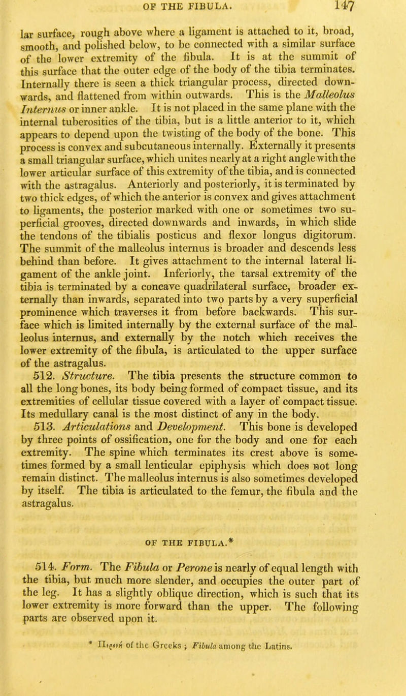 lar surface, rough above where a ligament is attached to it, broad, smooth, and pohslied below, to be connected with a similar surface of the lower extremity of the fibula. It is at the summit of this surface that the outer edge of the body of the tibia terminates. Internally there is seen a thick triangular process, directed down- wards, and flattened from within outwards. This is the Malleolm Internus or inner ankle. It is not placed in the same plane with the internal tuberosities of the tibia, but is a little anterior to it, which appears to depend upon the twisting of the body of the bone. This process is convex and subcutaneous internally. Externally it presents a small triangular surface, which unites nearly at a right angle with the lower articular surface of this extremity of the tibia, and is connected with the astragalus. Anteriorly and posteriorly, it is terminated by two thick edges, of which the anterior is convex and gives attachment to ligaments, the posterior marked with one or sometimes two su- perficial grooves, directed downwards and inwards, in which slide the tendons of the tibialis posticus and flexor longus digitorum. The summit of the malleolus internus is broader and descends less behind than before. It gives attachment to the internal lateral li- gament of the ankle joint. Inferiorly, the tarsal extremity of the tibia is terminated by a concave quadrilateral surface, broader ex- ternally than inwards, separated into two parts by a very superficial prominence which traverses it from before backwards. This sur- face which is limited internally by the external surface of the mal- leolus internus, and externally by the notch which receives the lower extremity of the fibula, is articulated to the upper surface of the astragalus. 512. Structure. The tibia presents the structure common to all the long bones, its body being formed of compact tissue, and its extremities of cellular tissue covered with a layer of compact tissue. Its medullary canal is the most distinct of any in the body. 513. Articulations and Development. This bone is developed by three points of ossification, one for the body and one for each extremity. The spine which terminates its crest above is some- times formed by a small lenticular epiphysis which does not long remain distinct. The malleolus internus is also sometimes developed by itself. The tibia is articulated to the femur, the fibula and the astragalus. OF THE FIBULA.* 514. Form. The Fibula or Perone is nearly of equal length with the tibia, but much more slender, and occupies the outer part of the leg. It has a slightly oblique direction, which is such that its lower extremity is more forward than the upper. The following parts arc observed upon it. of the Greeks j Fibula among the Latins.