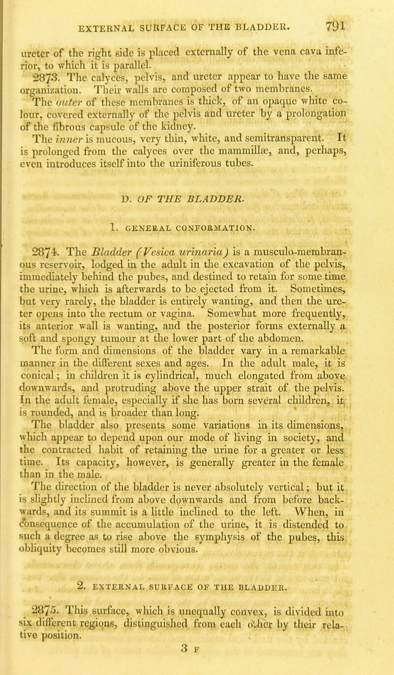ureter of the right side is placed externally of the vena cava infe- rior, to which it is parallel. 2873. The calyces, pelvis, and ureter appear to have the same organization. Their walls are composed of two membranes. The outer of these membranes is thick, of an opaque white co- lour, covered externally of the pelvis and ureter by a prolongation of the fibrous capsule of the kidney. The inner is mucous, very thin, white, and semitransparent. It is prolonged from the calyces over the mammillae, and, perhaps, even introduces itself into the uriniferous tubes. D. OF THE BLADDER. 1. GENERAL CONFORMATION. 2874- The Bladder (Vesica urinaria) is a musculo-membran- ous reservoir, lodged in the adult in the excavation of the pelvis, immediately behind the pubes, and destined to retain for some time the urine, which is afterwards to be ejected from it. Sometimes, but very rarely, the bladder is entirely wanting, and then the ure- ter opens into the rectum or vagina. Somewhat more frequently, its anterior wall is wantmg, and the posterior forms externally a soft and spongy tumour at the lower part of the abdomen. The form and dimensions of the bladder vary in a remarkable manner in the different sexes and ages. In the adult male, it is conical; in children it is cylindrical, much elongated from above- downwards, and protruding above the upper strait of the pelvis. In the adult female, especially if she has born several children, it is rounded, and is broader than long. The bladder also presents some variations in its dimensions, which appear to depend upon our mode of living in society, and the contracted habit of retaining the urine for a greater or less time. Its capacity, however, is generally greater in the female than in the male. The direction of the bladder is never absolutely vertical; but it is slightly inclined from above downwards and from before back- wards, and its summit is a little inclined to the left. When, in cTonsequence of the accumulation of the urine, it is distended to such a degree as to rise above the symphysis of the pubes, this obliquity becomes still more obvious. 2. EXTERNAL SURFACE OF THE DLA1)I)EII. 2875. This surface, which is unequally convex, is divided into six different regions, distinguished from each other by their rela- tive position. 3 F