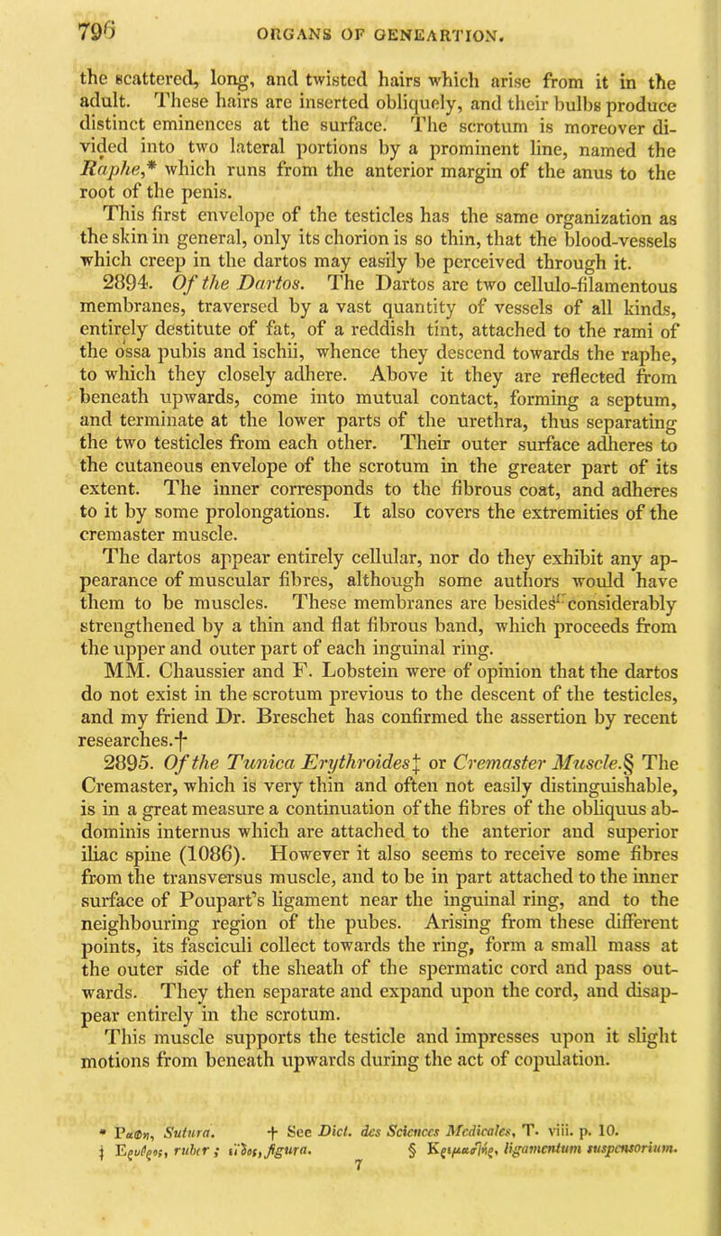 the scattered, long, and twisted hairs which arise from it in the adult. These hairs are inserted obliquely, and their bulbs produce distinct eminences at the surface. The scrotum is moreover di- vided into two lateral portions by a prominent line, named the Raphe,* which runs from the anterior margin of the anus to the root of the penis. This first envelope of the testicles has the same organization as the skin in general, only its chorion is so thin, that the blood-vessels which creep in the dartos may easily be perceived through it. 2894. Of the Dartos. The Dartos are two cellulo-filamentous membranes, traversed by a vast quantity of vessels of all kinds, entirely destitute of fat, of a reddish tint, attached to the rami of the ossa pubis and ischii, whence they descend towards the raphe, to which they closely adhere. Above it they are reflected from beneath upwards, come into mutual contact, forming a septum, and terminate at the lower parts of the urethra, thus separating the two testicles from each other. Their outer surface adheres to the cutaneous envelope of the scrotum in the greater part of its extent. The inner corresponds to the fibrous coat, and adheres to it by some prolongations. It also covers the extremities of the cremaster muscle. The dartos appear entirely cellular, nor do they exhibit any ap- pearance of muscular fibres, although some authors would have them to be muscles. These membranes are beside^^'considerably strengthened by a thin and flat fibrous band, which proceeds from the tipper and outer part of each inguinal ring. MM. Chaussier and F. Lobstein were of opinion that the dartos do not exist in the scrotum previous to the descent of the testicles, and my friend Dr. Breschet has confirmed the assertion by recent researches.-|* 2895. Of the Tunica Erythroides\ or Cremaster Muscle.^ The Cremaster, which is very thin and often not easily distinguishable, is in a great measure a continuation of the fibres of the obliquus ab- dominis internus which are attached to the anterior and superior iliac spine (1086). However it also seems to receive some fibres from the transversus muscle, and to be in part attached to the inner surface of Poupart’s ligament near the inguinal ring, and to the neighbouring region of the pubes. Arising from these different points, its fasciculi collect towards the ring, form a small mass at the outer side of the sheath of the spermatic cord and pass out- wards. They then separate and expand upon the cord, and disap- pear entirely in the scrotum. This muscle supports the testicle and impresses upon it slight motions from beneath upwards during the act of copulation. • Suiura. ^ Fj^u^QOf, rithcr ; -}■ See Bid. ulosyfgura. dcs Sdcnccs Mcdicakf, T. viii. p. 10. § ligavicntum susjpctuorium.