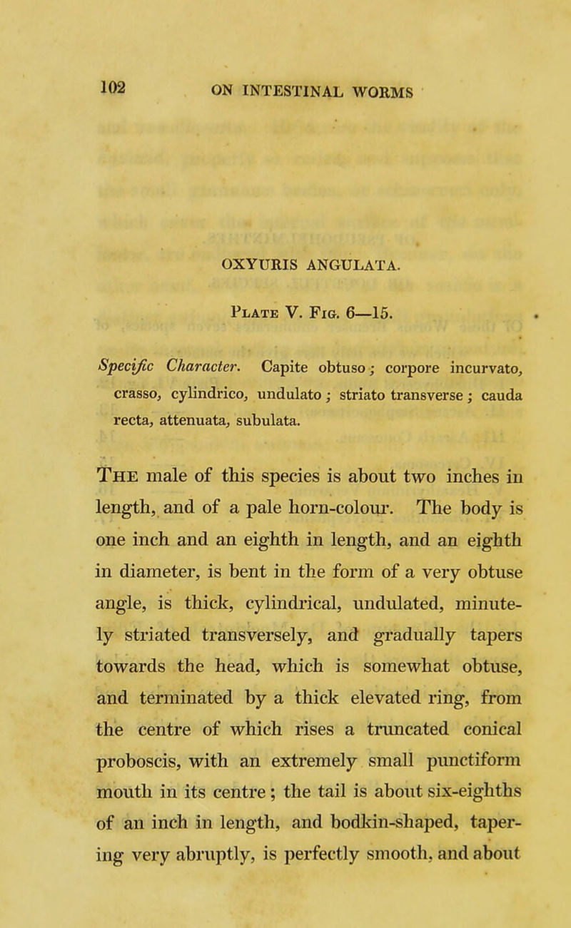 OXYURIS ANGULATA. Plate V. Fig. 6—15. Specific Character. Capite obtuso; corpore incurvato, crasso, cylindrico, undulato ; striato transverse ; cauda recta, attenuata, subulata. The male of this species is about two inches in length, and of a pale horn-colour. The body is one inch and an eighth in length, and an eighth in diameter, is bent in the form of a very obtuse angle, is thick, cylindrical, undulated, minute- ly striated transversely, and gradually tapers towards the head, which is somewhat obtuse, and terminated by a thick elevated ring, from the centre of which rises a truncated conical proboscis, with an extremely small punctiform mouth in its centre; the tail is about six-eighths of an inch in length, and bodkin-shaped, taper- ing very abruptly, is perfectly smooth, and about