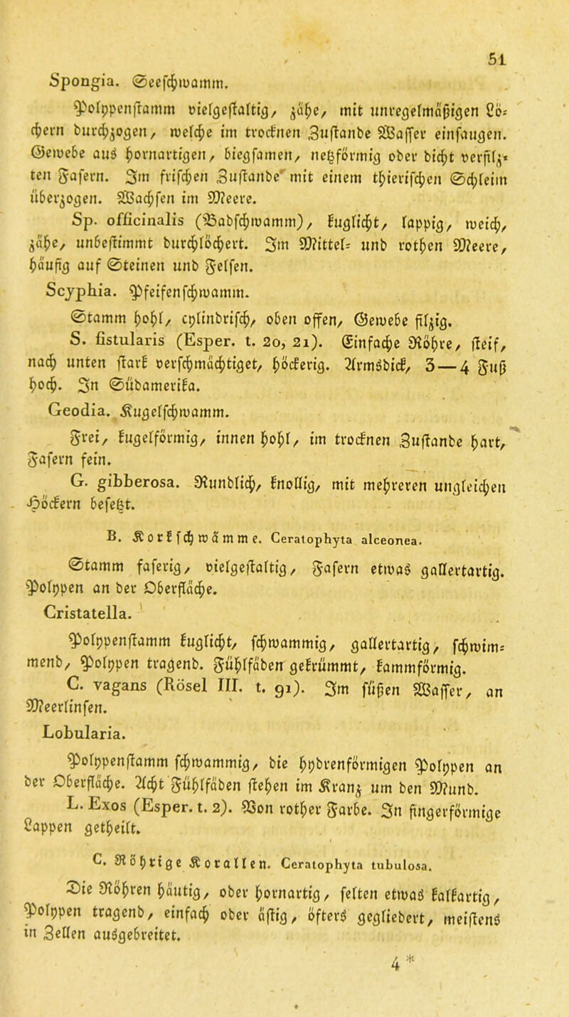 Spongia. 0eef$n>cwim. $>olppcnfIamm oiefgefbattig, ^a^e, mit unregelmäßigen 26= fi?eni burd^ogett, rucfc^e im trocbnen Suftanbe 2Baf[er einfaugin. ©en>ebe au$ kornartigen, biegfamen, ne^förmig ober bic^t verftf^« ten gafern. 3m frifdjen Sufranbc''mit einem tf;ievif$cn 0d;teim überzogen. 2£acf;fen im SDiecre. Sp. officinaüs (23abfckmamm), büglet, lappig, meid;, ä^c, unbefbimmt bur^iöc^evt. 3m 9)?ittel= unb rotten 9D?eere, käuftg auf 0teinen unb gelfen. Scyphia. ^feifcnfd;mamm. 0tamm fjofd, cplinbrifck, oben offen, ©emebe filzig. S. fistularis (Esper. t. 2o, 2i). ginfadfje £Hö^ve, ffeif, nac^ unten fbarb ocrfc^mac^tiget, fmderig. 21rmöbic£, 3 — 4 gufj t)oc^. 3n 0übameriba. Geodia. ^ugclfdjmamm. gvei, bugelformig, innen kol;l, im trocbnen Sufbanbe (jart, gafern fein. G. gibberosa. Siunblid^, bnollig, mit mehreren ungleichen Jpöcbern befefet. B. ÄOtJfdjwämnie. Ceralophyta alceonea. 0tamm faferig, oielgefbaltig, Sofern etmaS gallertartig. $>olppen an bei- Oberfläche. Cristatella. ^Polppenftamm bugtickt, fckmammig, cjalleftai-tig r f^mim-- menb, ^ppen tragenb. gühtfäben gebrummt, bammförmig. C. vagans (Rösel III. t. 91). 3m fü^en Gaffer, an 9)?eerlinfen. Lobularia. ^olppenfbamm fcfcmammig, bie ^pbrenförmigen ^olppen an ber Oberfläche. 2lcht gühffäben flehen im £ran^ um ben 90?unb. L. Exos (Esper. t. 2). 93on votier garbe. 3» fingerförmige Sappen geteilt. C. SHöpttge Äocallen. Ceralophyta tubulosa. ©ie röhren heutig, ober kornartig, fetten etwas balbartig, fPofppen tragenb, einfach ober äfbig, öftere gegliebert, meifbens in Sellen auSgebreitet. 4 ;tt