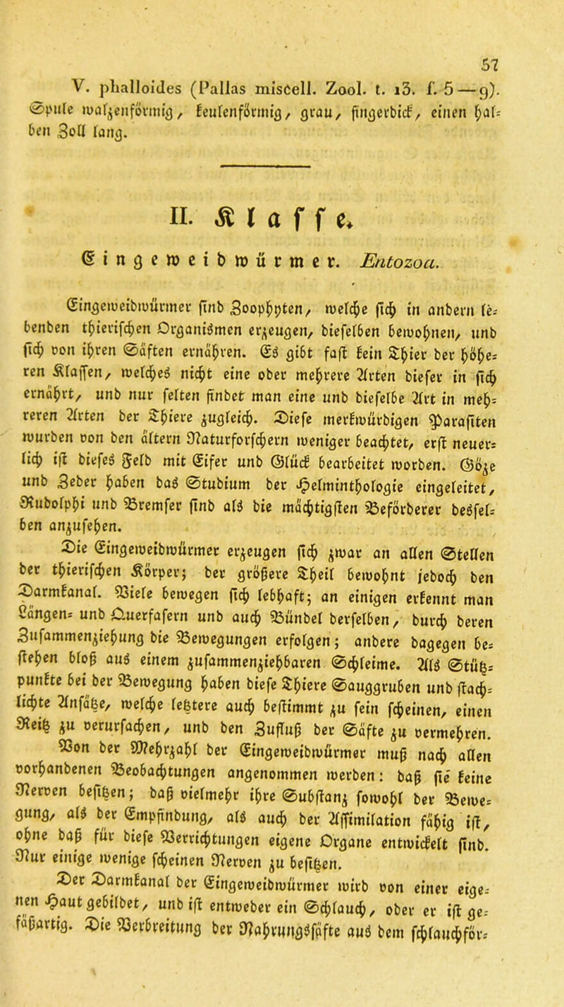 V. phalloides (Pallas misCell. Zool. t. i3. f. 5 — 9). ®pnlc walzenförmig, keulenförmig / grau, ß'ngerbitfy einen 'fyaU ben 3oll lang. II. •Klaffe. ßingeweibwürmer. Entozoci. (Singeweibwürmer ftnb Soophpten, welche fich in anbern le* benben t^icvifc^en Organismen erzeugen, biefelben bewohnen/ unb ^ »on ihren ©äften ernähren. SS gibt fafl Sein S£ier ber hoffe* ren Pfaffen, welches nic^t eine ober mehrere 21rten biefer in (ich ernährt, unb nur feiten ß'nbet man eine unb biefelbe 21rt in meh* reren 21rten ber Spiere zugleich- Siefe merEwürbigen gbarafiten mürben oon ben altern 9?aturforfchern weniger beamtet, erft neuen lief) ifl biefeS gelb mit Sifer unb ©lücE bearbeitet worben. ©öze unb Beber fmben baS 0tubium ber Helminthologie eingeleitet, JKubolpbi unb Vremfer ftnb als bie mächtigflen SBeförberer beSfel* ben an^ufehen. Sie Singeweibmürmer erzeugen fleh zwar an allen 0tellen ber thierif4»en Körper; ber größere Stheil bewohnt jebodf ben SarmEanal. 53iele bewegen ftch lebhaft; an einigen erEennt man Sängen* unb ömerfafern unb auch SBünbel berfel&en, burch beren Snfammen^iehung bie ^Bewegungen erfolgen; anbere bagegen be* flehen bloß aus einem ^ufammen^iehbaren 0<hleime. 211S 0tu|* punEte bei ber ^Bewegung haben biefe S^h^rc 0auggruben unb flach* lichte Tlnfäße, welche leßtere auch beflimmt zu fein feinen, einen SRei^ ju eerurfachen, unb ben SufTuß ber 0äfte ju oermehren. 53on ber S0?ehr^ahl ber (Singeweibwürmer muß nach allen oorhanbenen ^Beobachtungen angenommen werben: baß fie Eeine Heroen befißen; baß oiefmehr ihre 0ubftan$ fowohl ber Verne* gung, als ber Smpßnbung, als auch ber 21ffimi(ation fähig ifl, ohne baß für biefe Verrichtungen eigene Organe entwicEeft ftnb. 97ur einige wenige fcheinen 97eroen ju befreit. Ser SarmEanal ber Singeweibwürmer wirb oon einer eige* nen Hautgebilbet, unb ifl entweber ein ©pfauch / ober er ifl ge* faßartig. Sie Verbreitung ber JtfahvtwgSffifte auS bem fchlauchför*