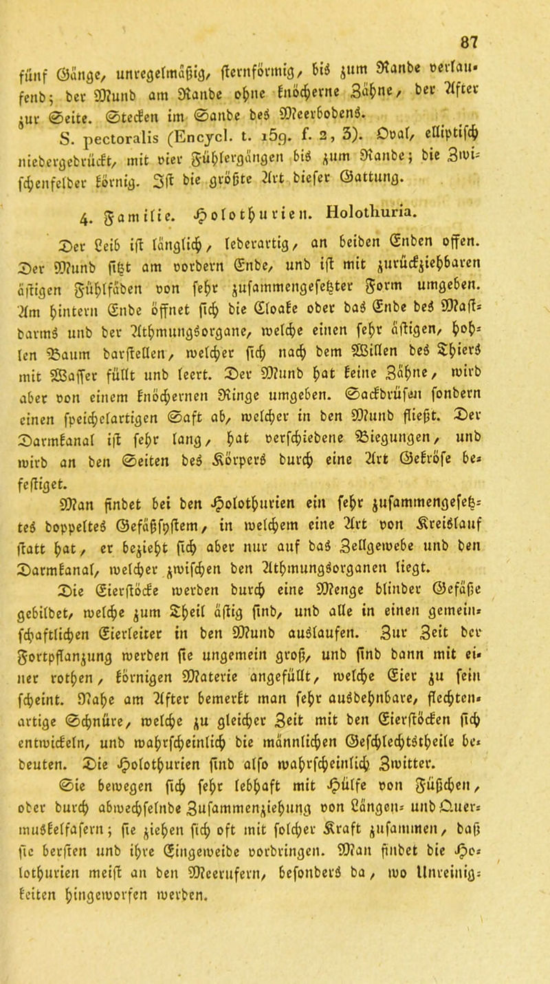 fünf ©ange, unregelmäßig, flernförmig, bi$ J»>ti JKaitbe oevlau* fenb; bet SDiunb am Staube ohne frujc&erne Sahne, bet Elfter ,jut 0eite. 0tecben im 0attbe be$ 2)?eerboben$. S. pectoralis (Encycl. t. i5g. f. 2, 3). Ooal, elliptifch niebergebrücbt, mit oier Sühlergangen bi3 flum Staube; bie 3'oi- fdjeufelbet börnig. 3ft b» ÖVpßtc 2lrt biefet ©attung. 4. gamilie. J^olot^utieit. Holothuria. 2)er 2eib i|t länglich, leberartig, an beiben Snben offen. Set 9D?unb fifct am oorbern (£nbe, unb ifl mit flurücbfliehbaren üftigen gufilfaben ton fe$t jfifaihmengefe&ter gorm umgeben. 2fm ^intetn Snbe öffnet ftch bie Sloabe obet ba$ Snbe be$ S0?affs batmö unb bet ?lthmung$organe, welche einen fef)t affigen, h°hs len 93aum barfMen, melier ftcf; nach bem SBillen beö S^ieti} mit SBaffev füllt unb leert. £>er S0?unb hat feine Sahne, wirb aber oon einem Entfernen Svinge umgeben. 0acbbrüfen fonbern einen fpei^elartigen 0aft ab, meldet in ben 3D?unb fließt. ®et SarmEanal i|t fef>r lang, ßat oerfchiebene Biegungen, unb »wirb an ben 0eiten be$ Äörperö butcf) eine 2lrt ©ebröfe be* feffiget. 93?an ftnbet bei ben Jfpolothurien ein fe&r jufammengefe|* teö boppelteö ©efdßfpftem, in meinem eine 2ltt oon Kreislauf iTatt l;at, er be^ie^t ftch aber nur auf ba$ Sellgemebe unb ben Sarmbanal, meldbet jwiföen ben Tlthmungäorganen liegt. S)ie Sietfiöcbe metben burch eine S0?enge blinbet ©efäße gebilbet, meldfe jum 2:f)eit äflig ftnb, unb alle in einen gemein* fdjaftlicfyen Sierleiter in ben ü)?unb auölaufen. Sur Seit bet gortpflanflung metben fte ungemein groß, unb ftnb bann mit ei* net rotten, hornigen Materie angefüllt, melc^e Siet flu fein fdjeint. 9?af>e am Tlftet bemerbt man fef)t auäbefcnbare, flechten* artige 0djnüre, melc^e flu gleichet Seit mit ben Sierfiöcben ftch entmicbeln, unb mahtfcheinlich bie männlichen ©efchlechtötheile be* beuten. £>ie Jpolothurien ftnb alfo mahtfcheinlich 3untter. 0ie bemegen (ich feht lebhaft mit >£>ülfe oon güßchen, ober burch abmechfelnbe 3ufammenfliehung oon Cangeu* unbOuer* muöbelfafern; fte fliehen fid; oft mit foldpet Äraft jufammen, baß fte berften unb ihre Siugemeibe oorbtingen. S)?an pnbet bie Jpe* lothurien meift an ben 9D?eerufern, befonberö ba, mo Unteinigs feiten hütgemorfen metben.