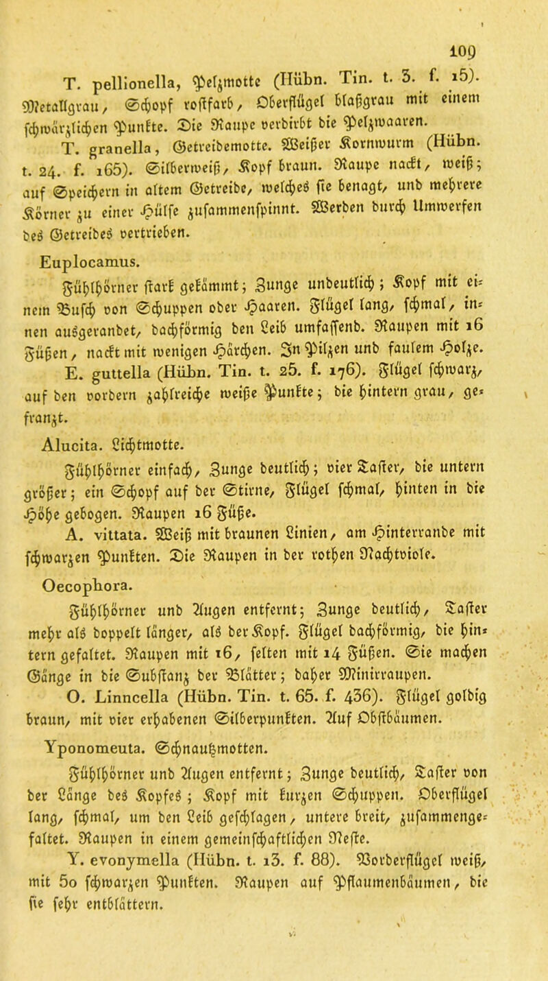 T. pellionella, ^eljmottc (Hübn. Tin. t. 5. f. i5). 9)?etallgrau, ©cfcopf roftfarb, Oberflügel Blafjgrau mit einem f^mcirjli^en fünfte. Sie Staupe »evbivSt bie tpetjmaaren. T. granella, ©etreibemotte. Sßeifjev Äornwurm (Hübn. t. 24. f. i65). ©ilberweifj, Äopf braun. Staupe na*, weifj; auf ©peic&ern in altem ©etreibe, wetye* ftc benagt, unb meiere Äörnev $u einev J?ülfe jufammenfpinnt. SBerben burefy Umwevfen beö ©etreibed oevtvieben. Euplocamus. gu^ovner jlarf gelfimmt; Sunge unbeutlic^); Äopf mit eb- nem 35ufcf) üon ©puppen ober paaren. Flügel lang, fcfymal, in* nen auSgeranbet, bacfyförmig ben 2eib umfaffenb. Staupen mit 16 güjjen, naeft mit wenigen J?at#en. 3n$il*enunb faulem £ol*e. E. guttella (Hübn. Tin. t. 2Ö. f. 176). 5‘lügel fd&watj, auf ben oorbern ja^frei^e weipe fünfte 5 bie (»intern grau, ge* franst. Alucita. Sid&tmotte. gfl$!$8rner einfach, Bunge beutlidj; eiet Safier, bie untern größer; ein ©c^opf auf ber ©time, glfigel fömal, hinten in bie Jpö(>e gebogen. Staupen 16 güjje. A. vittata. SEBeifj mit braunen Cinien, am Jpinterranbe mit fc^war^en fünften. Sie Staupen in ber rotten Stacfjtoiole. Oecopbora. güf>lf>.8rnet unb 2lugen entfernt; Bunge beutlicf», Sollet mef>r als hoppelt langer, ald berßopf. gfügel bacfcförmig, bie (>in* tern gefaltet. Staupen mit 16, feiten mit 14 Süfjen. ©ie machen ©ange in bie ©ubfianj ber ^Blatter; bal;er SOtinirraupen. O. Linncella (Hübn. Tin. t. 65. f. 436). ^bigcl golbig braun, mit oier erhabenen ©il6erpunüten. 2luf Obft6aumen. Yponomeuta. ©cf)nau|motten. güf)II;örner unb 2fugeit entfernt; Bunge beutlicf), Safter oon ber Cange be$ ßopfed ; $opf mit Üurjen ©puppen. Oberflügel lang, fcfjmal, um ben Ceib gefd;lagen, untere breit, jufammenge-- faltet. Staupen in einem gemeinfcfyaftlicljen 97eflc. Y. evonymella (Hübn. t. i3. f. 88). SSorberflügel mcifj, mit 5o (4)warben fünften. Staupen auf ^flaumenbäumen, bie fie feljr entblättern.