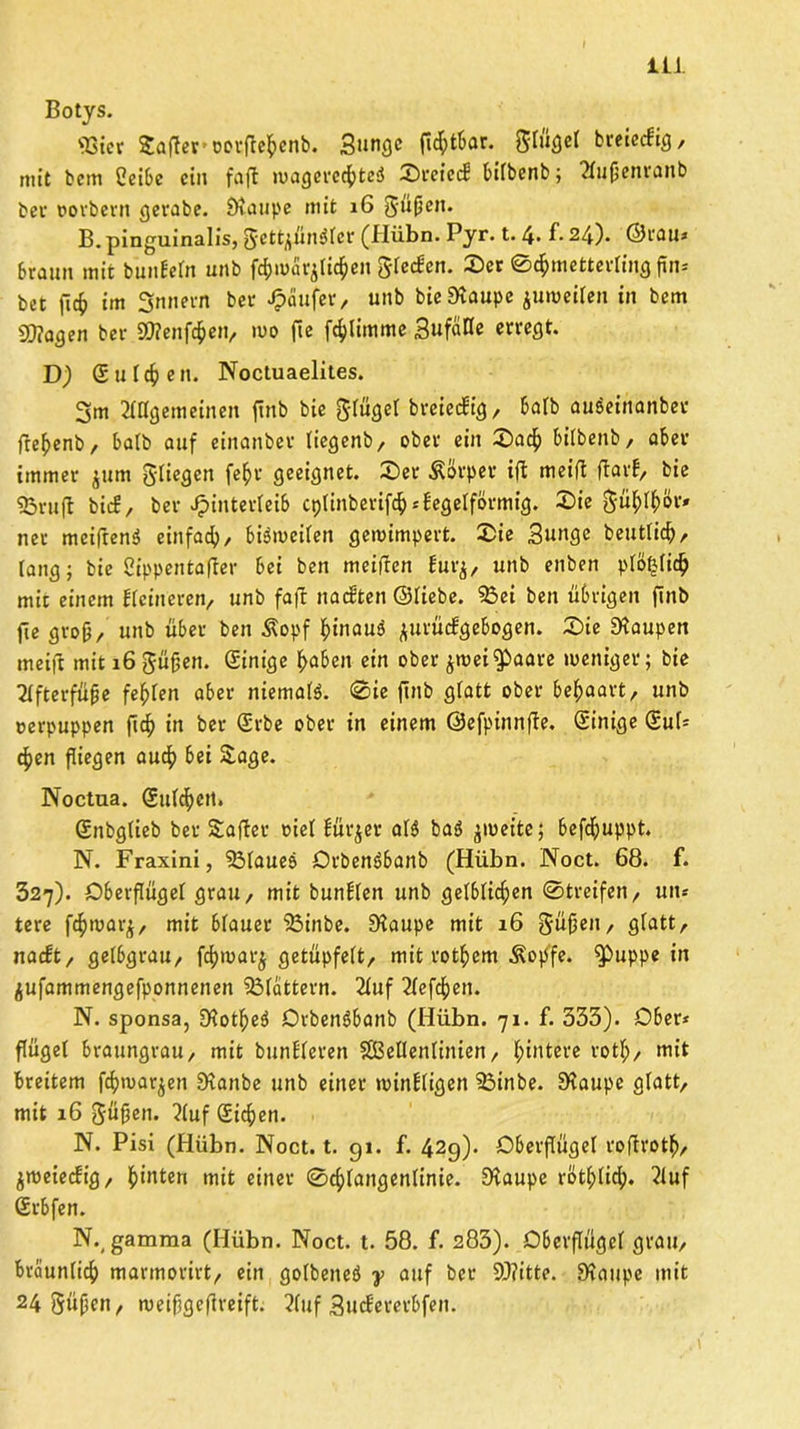 Botys. 'Bier Safter oorflehenb. 3unge ftcfytbar. Slügel breieebig, mit bem Sleibc ein faft magcrcchtciJ Srciecb bilbenb; 21u(jcnronb fcer rorbern ejevabe. Staupe mit 16 Süßen. B. pinguinalis, Sctfyuißlcr (Hübn. Pyr. t. 4* f* 24)- ©rau* braun mit bunbeln unb fchmar^en Slecbcn. Ser Schmetterling fin* bet (ich im Innern ber Raufer, unb bieStaupe iuroeilen in bem S0?aflen ber SWenfc^eiv mo fte glimme BufäHe erregt. D) (Sulzen. Noctuaelites. 3m ungemeinen {mb bie $lügel breieebig, halb auseinanber fte^enb, halb auf einanber liegenb, ober ein Sach bilbenb, aber immer jum (5^ic9cn fchv geeignet. Set Körper ijt meid darb, bie S3rud bie!, ber Hinterleib cplinberifdh* fegeiförmig. Sie 5ü(;If»ör* ner mcifrenä einfach, bisweilen gemimpert. Sie Bunge beutlich, lang; bie Cippentafter bei ben meiden bur$, unb enben plö^lich mit einem Heineren, unb fad naeften ©liebe. 53ei ben übrigen ftnb fte groß, unb über ben Äppf ^inauö jurüebgebogen. Sie Staupen meift mit 16 Süßen. (Sinige fabelt ein ober jmei^aare meniger; bie 2lfterfüße fehlen aber niemaß. Sie ftnb glatt ober behaart, unb »erpuppen ftdf> in ber (Srbe ober in einem ©efpinnfß. Einige (Suf* 4>en fliegen auch bei Sage. Noctua. (Sulchen. (Snbglieb ber Safter t>ief bürget aß baö jmeite; befdjuppt. N. Fraxini, 53laueö OtbenSbanb (Hübn. Noct. 68. f. 327). Oberflügel grau, mit bunblen unb gelblichen Streifen, uit* tere fchmar^, mit blauet 53inbe. Staupe mit 16 SüÜen/ glatt, naebt, gelbgrau, fd?n?ar^ getüpfelt, mit rot^em ^opfe. ^Puppe in ßufammengefponnenen 53lattern. 2luf 2lefcf)en. N. sponsa, Stot^eS Orbenöbanb (Hübn. 71. f. 333). Ober* ffügel braungrau, mit bunbleren SBellenlinien, hintere rot!;, mit breitem fchwar^en Stanbe unb einer minbligen 53inbe. Staupe glatt, mit 16 ^üjjen. ?luf (Sichen. N. Pisi (Hübn. Noct. t. gi. f. 429). Oberflügel rofh'oth, peieefig, hinten mit einer Schlangenlinie. Staupe rötlplich. 2luf (Srbfen. N.( gamma (Hübn. Noct. t. 58. f. 283). Oberflügcl grau, bräunlich marmorirt, ein golbeneö y auf ber 9)?itte. Staupe mit 24 Süßen, meifjgeflveift. ?luf Bucbererbfeit.