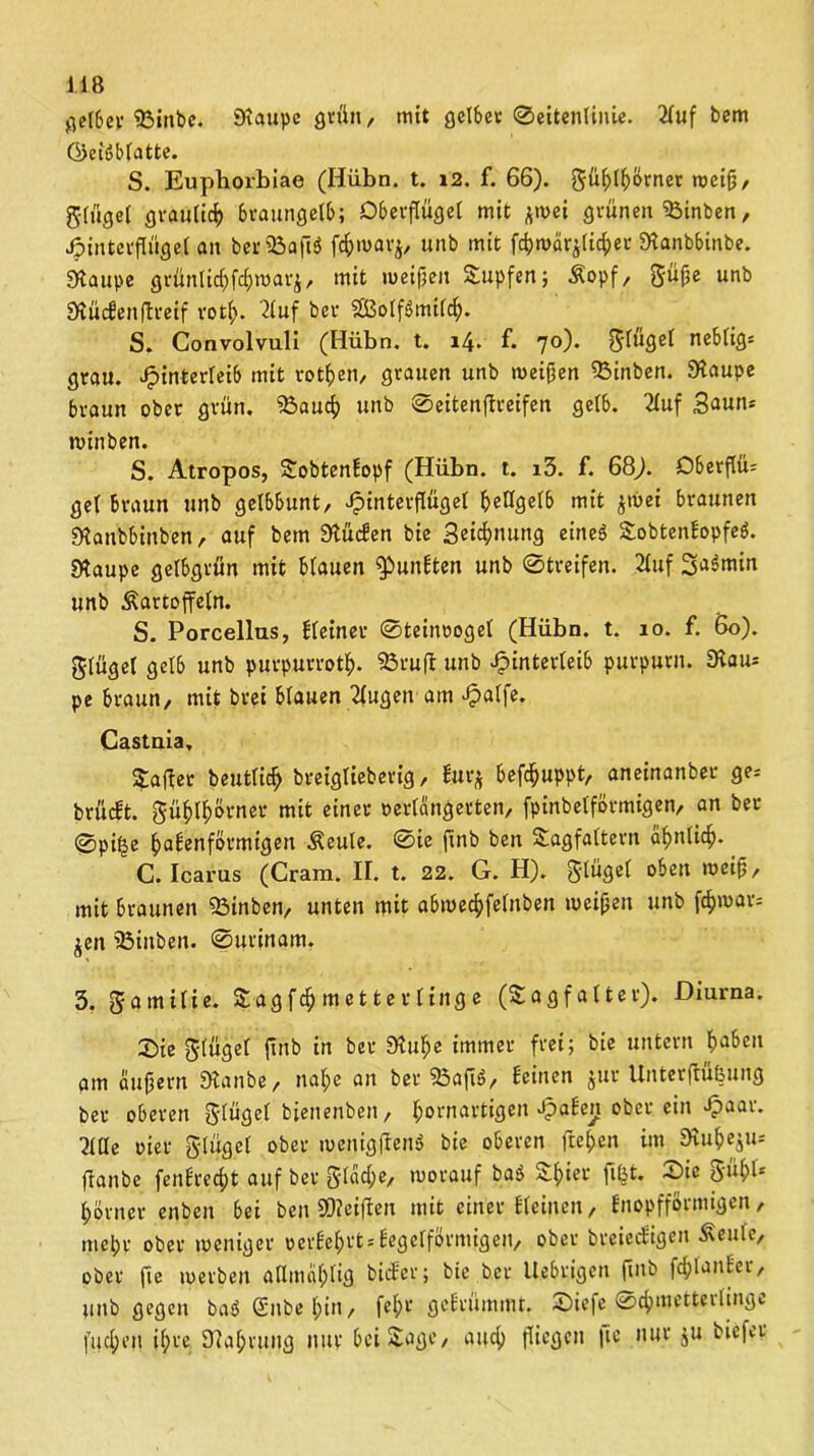 jjctScv SBinbe. Staupe grün, mit gelber ©eitenlinie. 21uf bem ©eisglatte. S. Euphorbiae (Ilübn. t. 12. f. 66). gü^t^örnec weifl, g-lügel graulick braungelb; Oberflugei mit *wei grünen 93inben, Hinterflügel an ber53afl$ ft&warj, unb mit fd)n>arjiid;er Stanbbinbe. Staupe grünlid)fckwat$, mit meinen tupfen; Kopf, güpe unb StücEenßreif rotl;. 2tuf bcr £ßolfs>milck. S. Convolvali (Hübn. t. 14. f. 70). ^lügel nebfig= grau. Hinterleib mit rotten, grauen unb meinen 55inben. Staupe braun ober grün. 23aucf) unb ©eitenßreifen geib. 2£uf Saun* würben. S. Atropos, SobtenEopf (Hübn. t. i3. f. 68). OberfUb gel braun unb gelbbunt, J?intct#3c* 5eCfact6 mit $wei braunen Staubbinben, auf bem StücEen bie Segnung eines? SobtenEopfeg. Staupe gelbgrün mit blauen fPunEten unb ©treifen. 2tuf 3a$min unb Kartoffeln. S. Porcellus, Eieinet ©teinvogel (Hübn. t. 10. f. 60). glügel gelb unb purpurrotf). 33ruß unb Hinterleib purpurn. Stau* pe braun, mit brei blauen Tlugen am HaIfe* Castnia. Saßer beutlick breiglieberig, Eur* beßkuppt, aneinanber ge-- brücEt. gü^l^örner mit einer verlängerten, fpinbelformigen, an ber 0pi|e f>aEenförmigen Keule. ©ie flnb ben Sagfaltern a^nlidf). C. Icaras (Cram. II. t. 22. G. H). Flügel °ben weiß, mit braunen Q3inben, unten mit abweckfelnben weißen unb fcf)iuar= jen 23inben. ©urinam. 3. gamilie. Sagfcß metterlinge (Sagfalter). Diurna. ©te glügel flnb in ber Stuke immer frei; bie untern f>aben am äußern Stanbe, naf>e an ber 33afl$, Ecinen jur Unterßü&ung ber oberen Flügel bienenben, kornartigen Spaten ober ein Haar. 7tUe vier glügel ober wenigßens? bie oberen ftel;en im 9tuke$u* ßanbe fenErecßt auf ber gläd;e, worauf baö Skier flöt. S)ie 5'n(ü* körnet enben bei ben Reißen mit einer Eleinen, Enopfförmigcn, mel;r ober weniger verEekrt-Eegelförmigen, ober breiecEigen Keule, ober fie werben admcikltg bicEer; bie bcr ttebrigcn ßnb ßklanEer, unb gegen baö Silbe kin, fel;r geErümmt. ©iefe ©ckmetterlmge fiteren ilpre Stakrung nur bei Sage, auck fliegen |ie nur $u bicfcr