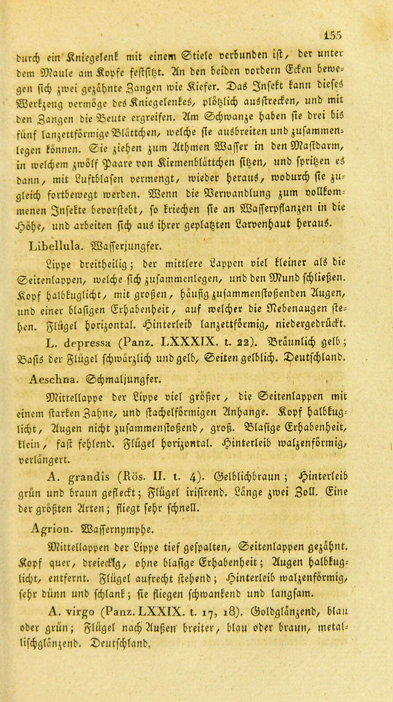 burf ein ßniegelenb mit einem ©tiefe oerbunben ift, bet unter bem 9)?aule am Sopfc feftji&t. 21n ben beiben oorbern Scfen bewe= gen fif J'^ei geinte 3nngen wie Äiefer. £)a$ Snfcfit bann bicfcs? SBer^eng vermöge bctf ÄnicgclcnEeö, plöfclich auäftrecf en, unb mit ben Sangen bie ißeute ergreifen. 2lm ©fwanze ^aben ftc brei bis fünf lanzettförmige 53lättfen, weife fle auSbreiten unb zufammen* legen tonnen, ©ie ziehen jum 2ltl;men fflaffer in ben SO?afrbarm, in meinem ^roßff $aare von Äiemenblättf en (Ilsen, unb fprifeen ei bann , mit Suftblafen vermengt, wieber heraus, woburf (Ie ju= gleif fortbewegt werben. SBenit bie 33erwanblung zl,m Pollbom= menen 3nfebte bevorflebt, fo Briefen (1ie an SGßafferpflanzen in bie Höhe, unb arbeiten flf au$ ihrer geplagten Sarvenhaut heraus. Libellula. SEBafferjungfer. Sippe breifeilig; ber mittlere Sappen viel fleiner alS bie ©eitenlappen, welche fif zufammcnlegen, unb ben 9)?unb fließen. £epf halbbuglift, mit großen, ^fiu|g jufammenfloßenben 2lugen, unb einer blaßgen CSr^aben^eit, auf melier bie OMenaugen (te= l;en. glügel horizontal. Hinterleib lanzettförmig, niebergebrücbt. L. depressa (Panz. LXXXIX. t. 22). IBräunlif gelb; $3aßS ber glügel ffwärjlif unb gelb, ©eiten gelblic^. Seutfflanb. Aeschna. ©f maljungfer. 9)?ittellappe ber Sippe oiel größer, bie ©eitenlappen mit einem (tarben Saßne, unb (tafelförmigen Anhänge. Äopf ^af6Eug^ lift, 2lugen nif t zufammenftoßenb, groß. SBlafige (Erhabenheit, Eiein, faß fe^lenb. glügel horizontal. Hinterleib walzenförmig, verlängert. A. grandis (Rös. II. t. 4). ©elblif braun ; Hinterleib grün unb braun geßecft; glügel iriflrenb. Sänge zwei 3oH. Sine ber größten 2lrten; fliegt fef>r ffnell. Agrion. SBaffernpmphe. SDlittellappen ber Sippe tief gefpalten, ©eitenlappen gezähnt. Äopf quer, breiecftg, ohne blaflge Erhabenheit; 2lugen hatBfug^ lift, entfernt, glügel aufrecht ffce^enb; Hinterleib walzenförmig, fehr bünn unb ff lanb; fie fliegen ff wanbenb unb langfam. A. virgo (Panz. LXXIX. t. 17, 18). Oolbglän^enb, blau ober grün; glügel nach ?(ußen breiter, blau ober braun, metaP liffgtänzenb. ©eutfflanb.