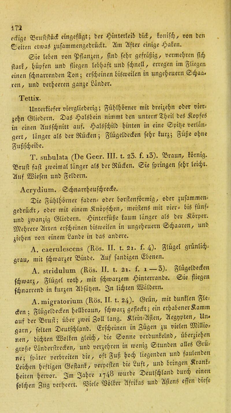 pcfjgc ©tufl/lftrf ctngcfüßt; bet Hinterleib bicE, Eonifch, oon bcn Seiten ctioasl jufammengebrüdEt. 2lm Elfter einige HaEen. 0ie leben oon «Pflanzen, ftnb fef)r gefräßig, oetmehren ftch ftavl, Rupfen unb fliegen lebhaft unb fönen, erregen im fliegen einen fönarrenben S0115 erfd;einen bisweilen in Ungeheuern 0cf)aa» ren, unb verheeren gan$e ßanber. Tettix. Unterliefet oiergliebetig; Sü^r^örner mit brei^hn ober t>ier= .^n ©liebem. 0a$ Hebern nimmt ben untern ^heil be$ Äopfc^ in einen 3Cudfd^nitt auf. Halöföilb hinten in eine 0pi|e oerlän-' gm, langer al« berDtücEen; glügelbecEen fefcr Eur^; gü£e ohne gujjfcheibe. T. subulata (De Geer. III. t. 23- f. i3). 93raun, Eörnig. 93ru(b faft zweimal länger al« bet hülfen. 0ie fpringen fefcr leicht. 2luf SBiefen unb gelbem. Acrydium. ©chnarrheuförecEe. 0ie gühlfjörner faben* ober bogenförmig, ober jufammen^ gebrücEt, ober mit einem Änöpföen, meiftenS mit oier* bi« fünf- unb jmanjig ©liebem. Hinterfüße ^aum ^n9ec bei’ ^°l'Per* Mehrere 2£rten erföeinen bisweilen in Ungeheuern ©paaren, unb jichen oon einem ßanbe in ba$ anbere. A. caerulescens (Rös. II. t. 21. f. 4)* glügel grünlich- grau, mit fchwarzer 23inbe. 2luf fanbigen (Ebenen. A. stridulum (Rös. II. t. 21. f. 1—3). glügelbecEen föwar$, glügel roth, mit föwarzem Hinterranbe. 0ie fliegen fdhnarrenb in furjen 7lbfä|en. 3n lichten SBälbern. A.migratorium (Rös. II. t. 24). ©rün, mit bunElen gle-- efen; glügelbecEen hellbraun, föwarz geflecEt; ein erhabenerÄamm auf ber «ruft; über hmi SoU lang. ÄleMtfen, Tlegppten, Un. garit/ feiten ©eutfölanb. Qsrföeinen in Bügen ju oiefen SKiHto* nen, bitten SBolEen gleich, bic 0onne oerbunEetnb, überziehen große SänbettfrecEen, unb »echten in wenig 0tunben allcö ©ru- ne; fpäter oerbreiten bie, oft guR hoch liegenben unb faulenben fieföen heftigen ©eftanE, oerpeften bie 8uft, unb bringen ÄranE« f>citen hevoor. 3m 34« 1748 >”lu'bc ^ciitf4>tanb bufö c‘nc,t folchen 3«fl oet'heert. 9Siele EölEer «feifa« unb Elften« effen btefe