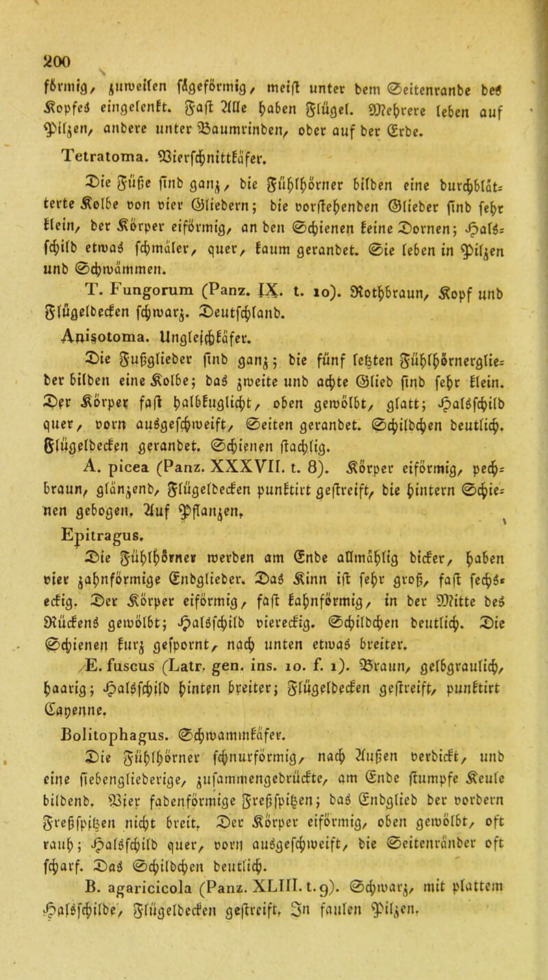 yoo f&rmig, juweilen fÄgeförmig, meift unter bem ©eitenranbe be$ ^opfej eingefenft. gafl Mt haben glügel. SJ?e()rere leben auf ^piljen, anbere unter 23aumrinben, ober auf ber Srbe. Tetratoma. 93ierfcf)nittfafer. X>ie güfje ftnb gan^, bie gü^ffjörner bilben eine buvcf)Blat= tcrte Äolbe poh Pier ©liebem; bie porftebenben ©liebet finb fef>r blcin, ber Körper eiförmig, an ben ©ebenen feine Bornen; Jpal$:= fd;ilb etwa$ finaler, quer, faum geranbet. ©ie leben in ^piljen unb ©d)wämmen. T. Fungorum (Panz. IX. t. 10). JKotbbraun, ßopf unb glugelbecfen fcfjmav^. Seutfcblaitb. Auisotoma. Unglefc&fafer. £>ie gujjglieber ftnb gan^; bie fünf leisten güf>lfcörnerglie= ber Silben eineÄolbe; ba3 jweite unb ac^te ©lieb ftnb fef>r flein. Ser Körper fafl ^albfuglicftt, oben gewölbt, glatt; ^aBfcfyilb quer, Pom auggefcbweift, 0eiten gcranbet. ©cbilbcben beutlicf». glugelbecfen gcranbet. ©cbienen Hallig. A. picea (Panz. XXXVII. t. 8). Körper eiförmig, pecb- braun, gfan^enb, glugelbecfen punftirt geflreift, bie (»intern 0cdie- nen gebogen, 2luf epflanjen, Epitragus. Sie gtiftffjörnet? werben am (Snbe adma^lig bicfer, haben Pier jahnförmige Sitbglieber. Sa$ Äinn ift fef>r groß, faft fecb$* ecfig. Ser Körper eiförmig, faft fa^nförmig, in ber 9D?itte be» Dlücfenö gewölbt; Jpalöfcfcilb pierecfig. 0cbilbc()en beutlicf). Sie Schienen fur$ gefpornt, nach unten etwaö breiter. /E. fuscus (Latr. gen. ins. 10. f. 1). SÖraun, gelbgraulicf), paarig; JpalSfcbilb (»inten breiter; glugelbecfen geflreift, punftirt Gapenne. Bolitophagus. ©cbwamtnfafer. Sie gül)fbörner f^nurförmig, nach 2lufjen oerbicft, unb eine flebettglieberige, jufammengebrücfte, am Snbe (rümpfe Äeulc bilbenb, 93ier fabenförmige grefjfpi(sen; baö Snbglieb ber porbern grefjfpf&eit nicht breit. Set ÄÖrper eiförmig, oben gewölbt, oft raub; ^alöfcbilb quer, Porti au$gefc()meift, bie ©eitenränber oft fcbat'f. Saö ©cbilbcben beutlicb- B. agaricicola (Panz. XLIII. t.g). 0d;waq, mit plattem $&I$[cf>ilbe, glugelbecfen geflreift, 3» faulen s3>iljen.