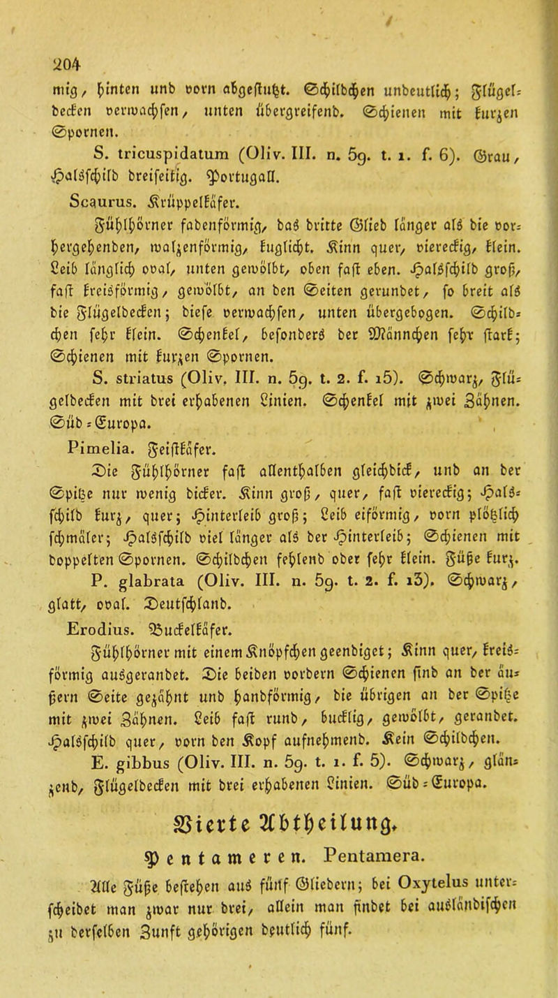 mig, hinten unb »orn aBgeftufct. ©difbden unbeuttid; gtügcb beeten oermadfen, unten übergreifenb. ©dienen mit finden ©pornen. S. tricuspidatum (Oliv. III. n. 5g. t. 1. f. 6). ©rau, H<üi>fditb breifeitig. Portugal!. Scaurus. Ärüppelbafer. t$üf)dörner fabenförmig, ba$ britte ©lieb tanger at$ bie »or* tjcrgef;enben, walzenförmig, fugtidt. $inn quer, oieredig, Kein. 2eib töngfid ooat, unten gewölbt, oben faft eben. ^>at^fc^itb groß, faft f'reisförmig, gewölbt, an ben ©eiten gerunbet, fo breit af$ bie glügelbcdcn; biefe oerwadfen, unten übergebogen. ©dilb» den feßr Kein, ©deutet, befonberö ber SD?ännden fe^>r frart; ©dienen mit turnen ©pornen. S. striatus (Oliv. III. n. 5g. t. 2. f. i5). ©dmarj, Jtü* getbeden mit brei erhabenen Cinien. ©dentet mit zwei Sahnen, ©üb --©uropa. Pimelia. geiftbafer. ©ie 5üßtf>örner faft allenthalben gteidbicb, unb an ber ©piße nur menig bicber. Äinn groß, quer, faft oiereebig; HaOs fditb Ku'z, quer; Hinterleib groß; 2eib eiförmig, »orn ptößtid fdmater; HaBfditb oiet tanger ats ber Hinterleib; ©dienen mit hoppelten ©pornen. ©ditbden fe^lenb ober feßr Kein. §üße burp P. glabrata (Oliv. III. n. 5g. t. 2. f. i3). ©dmarj, gtatt, ooaf. ©eutfdtanb. Erodius. 55udetbäfer. S'üfüßörner mit einem Änöpfdengeenbigct; Äinn quer, treiä= förmig au$geranbet. ©ie beiben oorbern ©dienen ftnb an ber au* fern ©eite ge^ci^nt unb ^anbförmig, bie übrigen an ber ©pi£e mit zwei Saßnen. Seih faft runb, bucKig, gemötbt, geranbet. Hatöfditb quer, oorn ben £opf aufne&menb. Äein ©ditbden. E. gibbus (Oliv. III. n. 5g. t. i. f. 5). ©dwarj, gtan* Zenb, Jfügetbeden mit brei erhabenen Linien. ©üb* (Europa. Vierte pentameren. Pentamera. mu 5'üße befreien au* fünf ©fiebern; bei Oxytelus unter* fdeibet man $war nur brei, atlcin man ftnbet bei auötanbifden ZU berfetben Sunft gehörigen bputtid fünf.