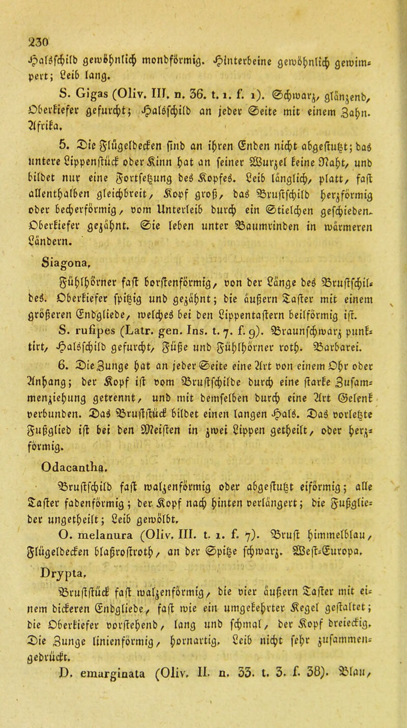 Halüfchilb gewöhnlich monbförmig. Hinterbeine gewöhnlich gewim* pcrt; Seib fang. S. Gigas (Oliv. III. n. 36. 1.1. f. 1). ©cforoarj, gfcinjenb, OberEiefer gefurzt; ^atöfc^ifb an jebet ©eite mit einem Sahn. 2lfriEa, 5. 3)te SlügelbecEen finb an ihren Snben nicht abgefrufjt; ba$ untere SippenftücE ober Sinn hat an feiner SBut^ef Eeine DIaht, unb bifbet nur eine Sortierung be$ Äopfeö. Seib länglich, platt, faffc allenthalben gleichbreit, Äopf groß, ba$ 93ruftfchilb herdförmig ober becherförmig, vom Unterleib burch ein ©tielchen gerieben.. OberEiefer geja^nt. ©ie leben unter 33aumtinben in wärmeren Sänbern. Siagona, g-ühlhovner faft borftenförmig, von ber Sänge beS 25ruftfchi(* be$. Oberkiefer fpi^ig unb ge^af>nt; bie äußern Hafter mit einem größeren Snbgliebe, welche^ bei ben Sippentaftern beilförmig ifr. 5. rufipes (Latr. gen. Ins. t. 7. f. 9). 23raunfchmard punE* tirt, Hatsfchilb gefurcht, Süße unb Süf;lhörner roth* Barbarei. 6. ©ic Bunge hat an jeber ©eite eine 2lrt von einem Ohr ober ?lnhang; ber Äopf i(l 00m 23ru(tfchilbe burch eine ftarEe 3ufam= mendiehung getrennt, unb mit bemfelben burch eine 2lrt ©elenE verbunben. £>a$ SÖruflftucE bilbet einen langen Hal$. ®a$ votierte Sußglieb ißt bei ben SOieifTen in dn>ei Sippen getheilt, ober het'd* förmig. Odacanthft. ^Örujlfchilb faßt maidenförmig ober abgeßtußt eiförmig; alle Saftet fabenförmig ; ber Äopf nach hinten verlängert; bie Snßglie* bet ungeteilt; Selb gewölbt, O. melanura (Oliv. III. t. 1. f. 7). 23rußt himmelblau, SlügelbecEen blaßroßtroth, an ber ©piße ft$warj. S03eft=£uropa. Drjpta, SÖruftftücl faßt wafdenförmig, bie vier äußern Söffer mit eu nein bicEeren Qjnbgliebe, faßt wie ein umgeEeßrtev- -Kegel gehaftet; bie OberEiefev vorjTehenb, lang unb fchmal, ber .Kopf breieckig, X>ie Bunge linienförmig, ßprnartig, Seib nicht fehr jufammeiu gebrüdt. D. emarginata (Oliv. II- n. 33. t. 3- f- 38). 2M<ui,