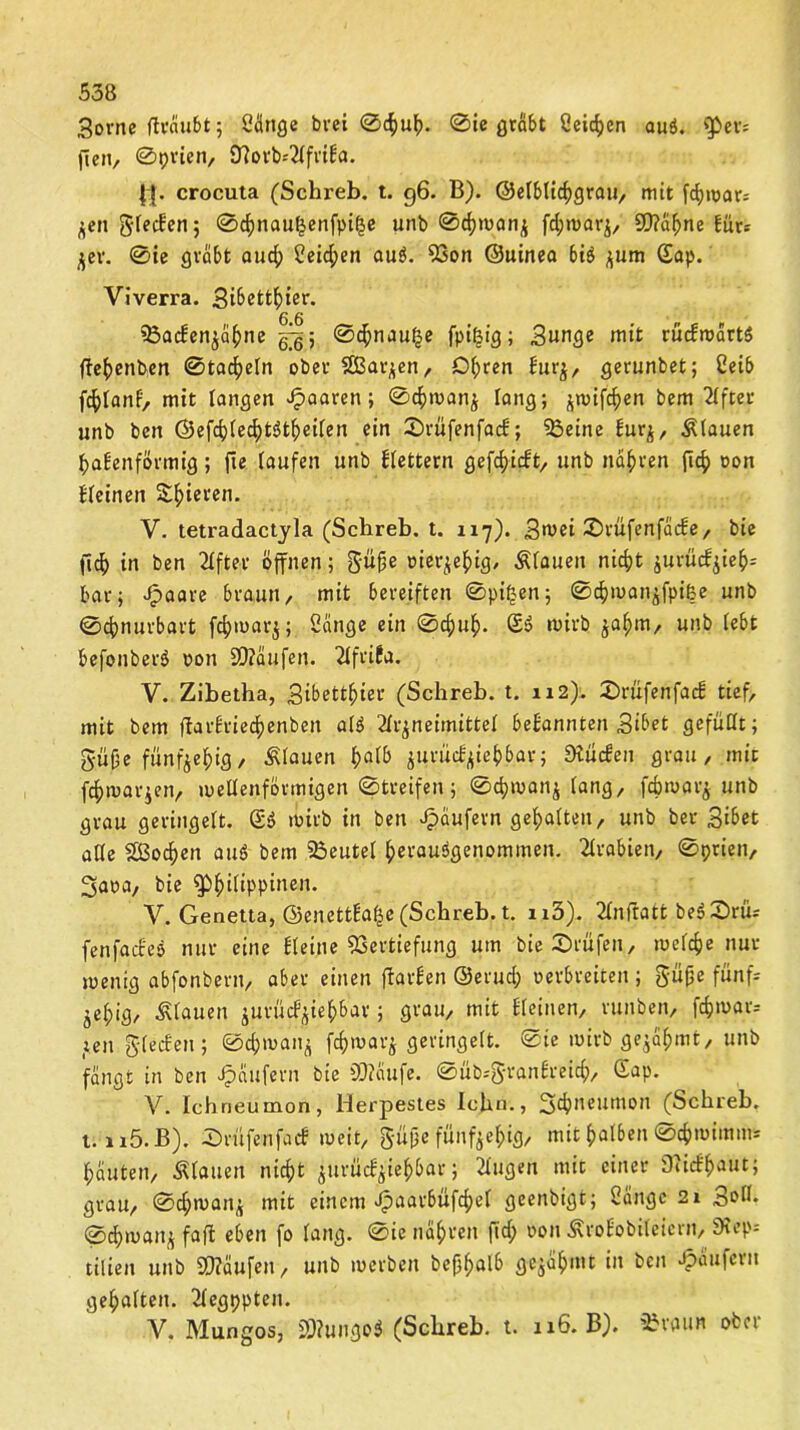 3orne fhäubt 5 Cänge bvei ©cf)uh. ©ie grabt Seiten au$. (pers ften, ©prien, 9?orb«Afrilia. |[. crocuta (Schreb. t. 96. B). ©etblichgrau, mit fd)war= Zen gfecE'en; ©cbnauf$enfpif$e unb ©dpoanz fcfjmarz, €0?ci^ne für: Zer. ©ic gräbt and; 2eid;en auS. 53on ©uinea biö zum Sap. Viverra. Sibetthier. 6 6 SöacEenzähne ^5 ©cbnaufse fpifeig; 3unge mit rücEroärtS flehenden ©tackeln ober SBarzen, Dhren Eurz, gerunbet; Ccib fc^Ianf, mit langen paaren; ©chmanz lang; ^mif4)en bem After unb ben ©efcbtecbtStheifen ein £>rufenfac!; ^Beine Eurz, flauen babenförmig; fte taufen unb Etettern gefchielt, unb nähren jicf) oon Eteinen Sb‘ecen* V. tetradactyla (Schreb. t. 117). 3met 2)rüfenfäcEe, bie ftch in ben After öffnen; güjje oierzehig, Pfauen nicht jurü^ief)- barj Jpaare braun, mit bereiften ©pt£en; ©djman^fpiße unb ©cbnurbart fc^marj; 2änge ein ©cf)uf>. £$ mirb zahm/ unb (ebt befonberö oon 2)?äufen. Afrifa. V. Zibetha, gibetthier (Schreb. t. 112). £)rüfenfacE tief, mit bem ftarEriechenben als Arzneimittel bekannten Sibet gefüllt; gfijje fünfzehig/ stauen h<M jurücfyieh&ar; StücEen grau, mit fdbmarjen, mettenförmigen ©treifen; ©chmanz fang, fc&roarj unb grau geringett. (S$ mirb in ben Raufern gehalten, unb ber Stbet alte 2§;ochen au$ bem 23eutet herauögenommen. Arabien, ©prien, 3aoa, bie ^hWppinen* V. Genetta, ©enettEafje (Schreb. t. n3). Anfratt beSSnU fenfaifes nur eine Steine Vertiefung um bie prüfen, metcbe nur menig abfonbern, aber einen jiarlen ©erud; oerbreiten ; gufje fünf* Zetpig, Ätauen zurßcfyieh&ar 5 flvau, mit Steinen, runben, fc&n>ars ten gtecEen; ©chmanz fcbmarz geringett. ©ie mirb gezähmt, unb fängt in ben Käufern bie SWäufe. ©üb.-granEreith, Gap. V. Ichneumon, Herpestes lehn., 3^neumon (Schreb. t. n5.B). ©rüfenfaef meit, güjje fünfzehig, mit halben ©$n>imm> hauten, stauen nicht ^uvücS^ie^batr; Augen mit einer DlicEhaut; grau, ©chmanz mit einem Jpaarbüf4)et geenbigt; 2ängc 21 3otb ©chmanz faft eben fo fang, ©ie nähren fid; oonÄroEobiteiern, 9*ep= tilien unb SMäufen, unb merben deshalb fle^mt in ben Käufern gehalten. Aegppten. Y. Mungos, 2)?ungo$ (Schreb. t. 116. B). £raun ober