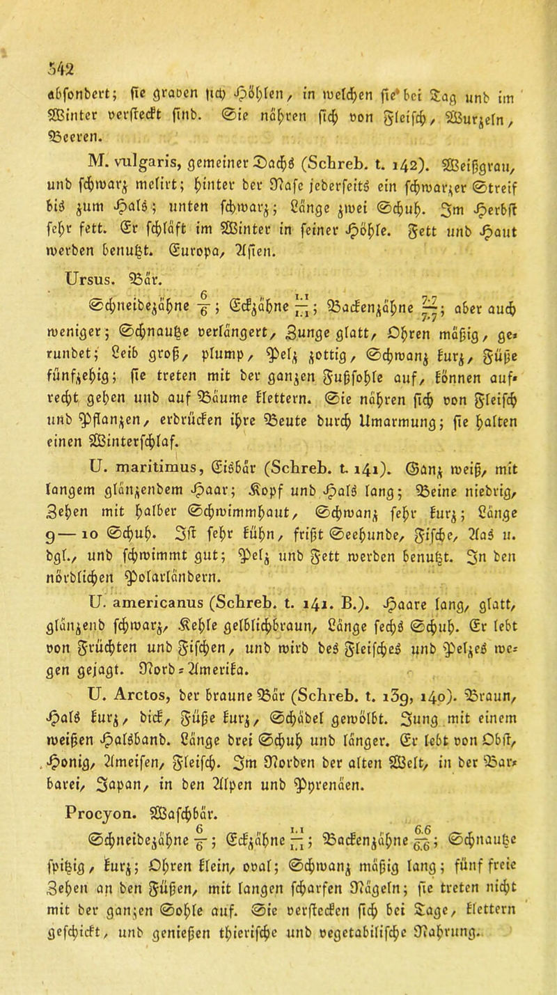 «bfonbert; fic grauen |«cb Jpö&Ien, in melden flc* 6ci Sag unb im SBinter oerfrecEt ftnb. 0ie narren ron gleifcb, SBurjefn, ^Beeren. M. vulgaris, gemeiner £>a$i (Schreb. t. 142). SEBeifgrau, unb fäwar* mefirt; hinter bei- 9?afc jeberfeitd ein fcbwar*er ©treif &i3 jutn Jpalä; unten febwar*; Sänge *wei ©ebub- 3m Jperbtf fel;r fett. Sr fdjfaft im SGBinter in feiner ■fyofyle. gett unb Jpaut werben bettußt. Suropa, ?Ifien. Ursus. Sär. @cf>neibeja$ne j; ScE*äbne^-j; SacEenjäbne |2. a6er auch weniger 5 0cf»nau|e verlängert, Bunge glatt, Obren mäfig, ge» runbet; Seib grof, plump, «pel* *ottig, 0cf>wan$ Eur*, güfe fünfzig; fic treten mit ber ganzen guffoble auf, Eönnen auf» redjt geben unb auf 'Saume Eiettern. 0ie nähren ficb »on greift unb ?pflan*en, erbrücEen if>re Seute bureb Umarmung; fle halten einen SEBinterfdblaf. U. maritimus, Siöbär (Scbreb. t.141). ©an* weif, mit langem glän*enbem Jpaar; Äopf unb J^>aB lang; Seine niebrig, 3eben mit fyalbev ©cfwimmbaut, ©4>wan* fe^r Eur*; Sänge g—10 0cbub. 3tt febr Eübn, frift ©eebunbe, gifebe, 2£as u. bgl., unb febwimmt gut; ^el* unb gett werben benufjt. 3n ben norblicbeit fpolarlcinbern. U. americanus (Scbreb. t. 141. B.). Jpaare lang, glatt, gjfanjenb f^war*, Äeble gelblicbbraun, Sange fec^ö ©ebub. 6r lebt von grumten unb giften, unb wirb be3 gleifcbeS unb sPeI*e3 wc» gen gejagt. 9?orb»2ImeriEa. U. Arctos, ber brauneSär (Schreb. t. i5g, 140). 33raun, >f?alö Eur*, bicE, güfe Eur*, 0d>abet gewölbt. 3ung mit einem weifen Jpaläbanb. Sänge brei 0dbub unb länger. Sr lebt von Obfr, •Oonig, 2Imeifen, gleifcb. 3m Btorben ber alten SEBelt, in ber Sar» barei, 3upan, in ben 2IIpen unb ^prenäen. Procjon. SBafcbbär. 0obneibe*äbne g-; ScE*äbnc|^; SacEen*äbne ; 0^ttau|e fpijjig, Eur*; Df;ren Eiein, oval; ©cbwan* mäfig lang; fünf freie Beben an ben güfen, mit langen febarfen SRägelrt; fic treten nicht mit ber ganzen 0oble auf. 0ie verftccEen ficb bei Sage, Eiettern gerieft, unb geniefen tbierifebe unb vegetabilifebe 9?abrung..