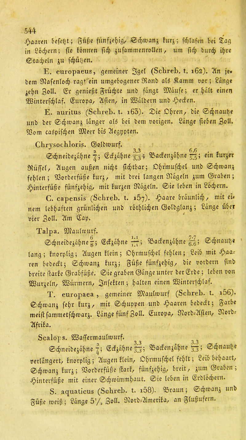 54-4 # Jpactren befefct; gtifje fünfzig, ©chman* furj; fchtafen bei Sag in Cöc^cvn; fic Söniren jlcf) jufammenrollen, um fleh burch ib>vc 0tacl;eln JU fchüljen. E. europaeus, gemeiner 3gct (Schreb. t. 162). ?ln je« bem 9?afenloch ragf'ein umgebogener 9tanb aß Äamm rot; bringe jehn Sott. Sr genieß^ grüßte unb fangt SD?aufe; erteilt einen 2ßinterfcf)laf. Suropa, Elften, in Sßalbern unb Jpecfen. E. auritus (Schreb. t. i63). £>ie Dhren, bie ©chnaufee unb ber ©chroanj langer aß bei bem »origen. Sange fte6en Soll. 5Som ca$pifchen SÜ?ecr bß 2legppten. Cbrysochloris. ©olbmurf. ©chneibejahne ©erahne gj; Sacfenjahne £3; ein burjer Stüffel, klugen aufjen nicht jichtbar; Dhrmufchel unb ©chwan* fehlen; ffiorberfüfe burj, mit brei langen hageln $um ©raben; Hinterfüße fünfzig, mit butten hageln. ©ie leben in Sötern. C. capensis (Schreb. t. lö'j). Jpaare bräunlich, mit ei* nem lebhaften grünlichen unb rötlichen ©olbglanj; Sange übet vier Soll* 2lm Sap. Talpa. 9D?au(ipurf. ©chneibejähnefj Scfjähne £f; Sacfen*ahne g; Schnaufe« 1 lang; bnorplig; klugen blein; Dhrmufchel fehlen; Seib mit £aar ren bebecfe't; ©chwanj burj; güjje fünfzehig/ bie »orbern ftnb breiteftarbe ©rabfüjje. ©iegraben©ängeunter berSrbe; leben von s&urjeln, SEBürmern, Snfebten 5 hfllten ei,len SBinter|4)Iof. T. europaea , gemeiner SO?autmurf (Schreb. t. r56). ©chmanj fehr furj, mit ©chuppen unb Jpaaren bebeebt; Barbe meiüfammetfehmar^. Sange fünf Soll. Suropa, 97ovb=?lften^ ITiorb; Tlfriba. Scalops. SBaffermaulmuvfi ©djneibejahne Scb^ahne^; 23acben$ahne 53; ©chnaufce verlängert/ bnorplig; 2lugen blein, Dhrmufchel fehlt; Seib behaart, ©<h>man^ but’j; 53orberfüüe üarb, fünfzig, breit, ptm ©laben, Hinterfüße mit einer ©chmimmhaut. ©te leben in Srblochern. S. aquaticus (Schreb. t. 168). Staun; ©cfcwanj unb güfse tueifl; Sange 51/, Soll. 9iotb*2foutifa, an glufufern.