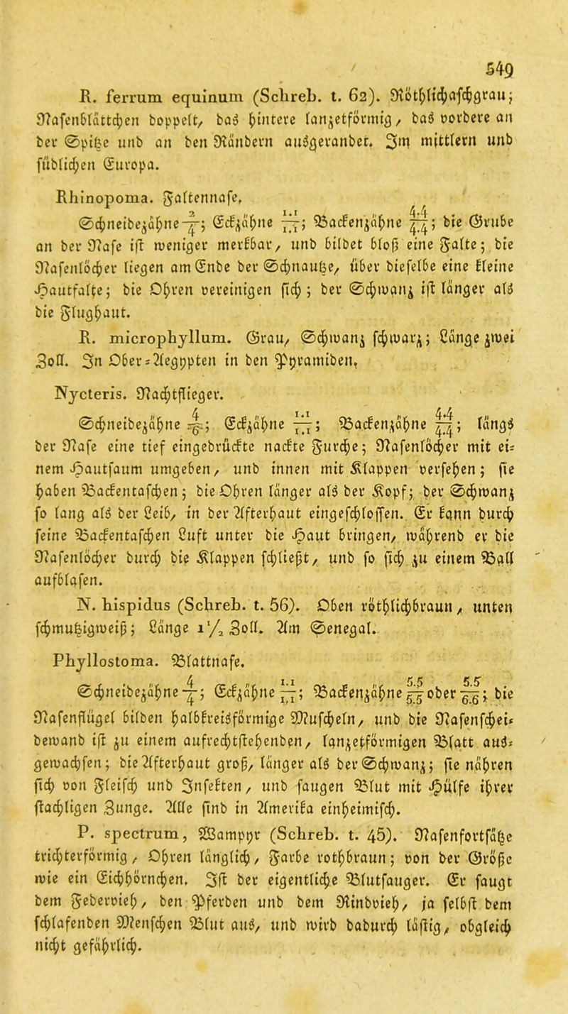 R. ferrum equinum (Sclireb. t. 62). 9Wtft(i<fyafc§<3rau j 9?afenblättd)en hoppelt, bay futtere lan^etfövmig / baö oovbeve an bev 0pifee unb an ben Stänbevn aiBgevanbet. 3>n mittfern unb füblidjen Suvopa. Rbinopoma. [Jaltennafe, ■ 0chneibe$äljne-|-; Scfya&m 777; SBacfenjjÄ&ne bie ©vube an bei* 9?afe ifr menigev mevfbav, unb bilbet 6lofj eine Jalte; bie Otafenlöchev liegen amSnbe bev 0d)itaul3e, übev bicfelbe eine Heine JpautfaRe; bie Dl;ven oeveinigen ftef); bev 0chmgnj ift längev aB bie glughaut. R. micropbyllum. ©vau, 0ch»uan$ fc^mat^; Cange puei 3olI. 3n £>bev*2legt)pten in ben ^pvamiben, Nycteris. Ütadftjliegev. 0d?neibe£afjne r|q Scfyähne 777; 93acfen$äbne läng$ bev 9?afe eine tief eingebvüdtc nacf'te guvdfe; 9?ofenfochev mit ei= nem Jpautfaum umgeben, unb innen mit Etappen vevfe^en ; fie haben 25acfentafchen; bieOfrven längev aB bev ^opf; bev 0$roan$ fo lang aB bev 2eib, in bev HfUxfyaut eingefd;loffen. Sv bgiin buvch feine 23acfentafcf)en Cuft untev bie Jpaut bvingen, tvctyvenb ev bie 07afenlod)ev buvch bie klappen fcfjtiept, unb fo ftd; .ju einem 55gll aufblafen. N. Rispidus (Schreb. t. 56). Oben vötf>licf)bvauu, unten fchmufjigmeifj; Sänge i'/2 Soll. 2lm (Senegal. Phyllostoma. ißfattnafe. 0cfjneibe^a^ne-|-; Sc^apne 77; 93acfen$äfcnej^obevj bie Diafenflügel bilbett hulbbveBfövmige 9}?ufcheln, unb bie 9?afenf$ei« bemanb ift ju einem aufved)t|tehenben, Ignjeffövmigen 25(att auä* gemachen; bie2lftev^aut gvofj, längev aB bev0djman^; fie näpven ficf> oon gleifcfj unb 3nftäten, unb faugen 95lut mit -^ulfe ipvev flächigen Sunge* 2lde fmb in ^Imeviba ein^eimifc^. P. spectrum, Sföamppv (Sclireb. t. 45). 9?afenfovtfäf$c tvid;tevfövmig, Dhven länglich, gavbe votl;bvaun; von bev ©vofjc mie ein Sichhovnchen, 3 ft bev eigentliche 33lutfaugev. Sv faugt bem gebende!;, ben $>fcvben unb bem SHinboieh, ia felbft bem fchlafenben SD?enf$en Sßlut atB, unb mivb babuvch luftig , obgleich nid;t gefäf)vlich.