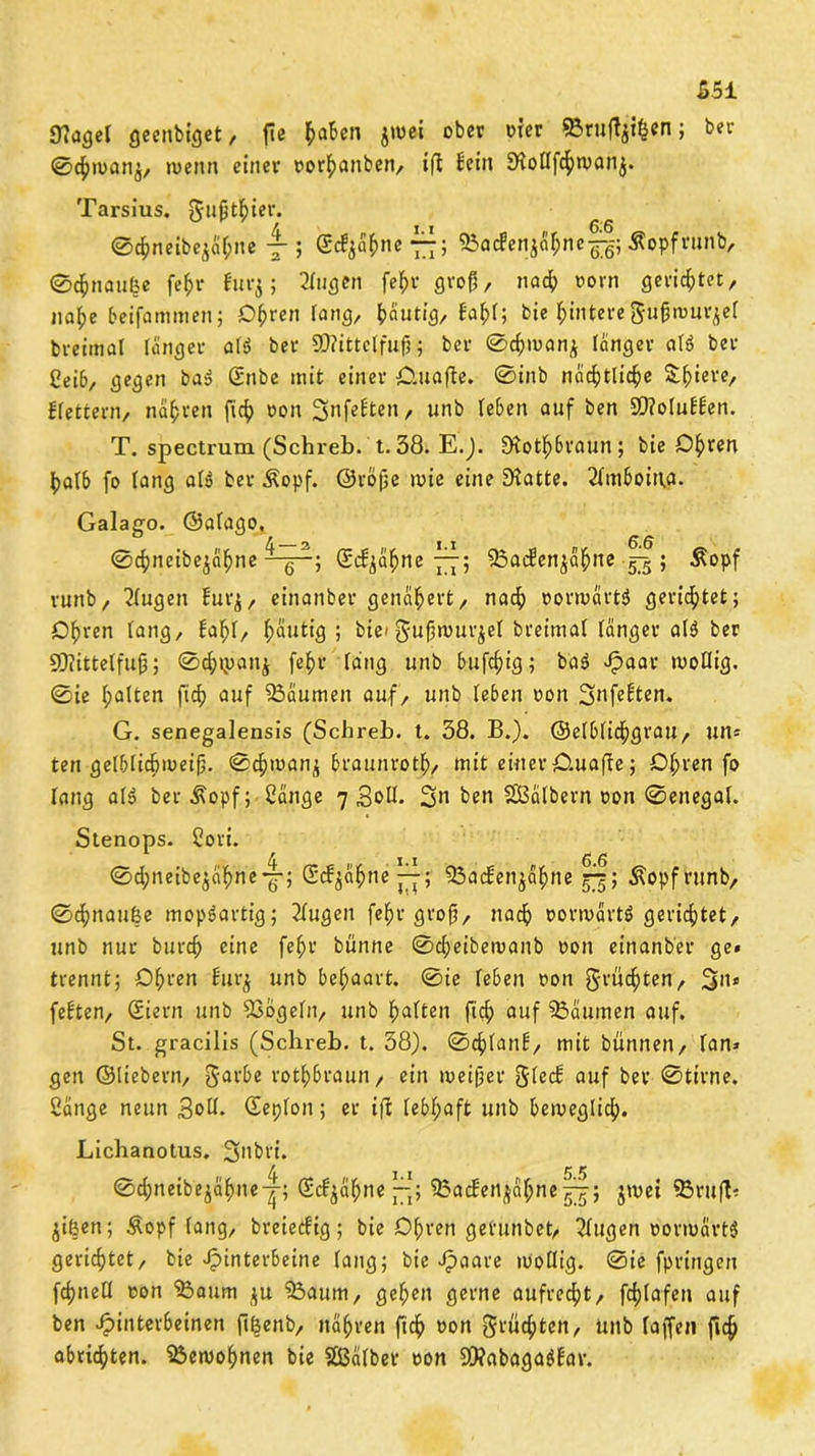 S51 9?agel geenbiget, fte fcafcen jmei ober oter ©rujlji$«n; ber ©4>man$, wenn einer oorfmnben, ift fein Diotlfcfymanj. Tarsius. ^lifjttyier. ©c$nelbe$ä(jne5 Scfyafcne“; ©acfenjäffte^g; Äopfrunb, ©d[jnau($e fefrr furj; 2Xncjen fe&r groß, na$ vorn gerietet, naf;e beifammen; D&ren fang, ^ciutig, fafjl; bie Hintereftujjmurjel breimal länger als, ber SD?ittclfufj; ber ©djman^ länger alö ber Oeib, gegen da» Sude mit einer Cluafte. ©inb nac^tlie^e Spiere, ffetteni/ nähren ficf) oon 3nfefte»G und le&en auf ben SD?oluffen. T. spectrum (Schreb. t. 38. E.). SKotf)braun; bie Dfyren |jalb fo lang al$ ber Äopf. ©röjje mie eine 3(atte. 2fmboin.a. Galago. ©alago, ©cfcneibejctyne ^-g“; Scfjäftne-pp; SBacfen^afme gij; Äopf runb, klugen fur^, einander genähert/ nacf) oormart$ gerietet; Oljren fang, fafyl, l;äutig ; bic» ^ujjmurjel dreimal länger al3 ber SQiittelfujj; ©cfytpanj fef>r läng und duftig; da 3 Jpaar mollig. 0ie (palten fid) auf Söäumen auf/ und leben oon 3nfe^ett. G. senegalensis (Schreb. t. 38. B.). ©etblicfygrau, un* ten gelblidjmeifj. ©dpmanj braunrot!), mit einer ö.uafte; Dfpren fo lang al$ ber Äopf; Sänge 7 Soll. 3*1 ben SBälbern oon ©enegal. Stenops. Sovi. ©dpneibe$äf>ne-|-; (Mjäfcne pj; $3acfen$äfme jjj; Äopfrunb, ©4>nau|e mopöartig; 2lugen fefjr grofj, nacf) oormätt^ gerietet, unb nur burcf) eine fefjr dünne ©dpeibemanb oon einander ge* trennt; Ofpren furj unb behaart. 0ie leben oon grüßten, 3*1» festen, Siern unb SSogeht, unb galten fidp auf Räumen auf. St. gracilis (Schreb. t. 38). ©cfjlanf, mit dünnen, lan* gen ©liebem, Jarbe rot-braun, ein meiner 5lecf auf ber ©tirne. Sänge neun Soll, ©eplon; er ifl lebhaft unb bemeglicf). Lichanotus. 3>ibri. 4 , 1.1 5.5 ©dpneibe^äfme-^-; (Sd^äfpne—33acfen^äf;ne^-; jmei ©rufl* jißen; &opf lang, breieefig; bie D(jren gevunbet, klugen oormärtS gerietet, bie Jpinterbeine lang; bie Jpaare mollig, ©ie fpringen fdjnell oon ’&aum ju 33aum, geljen gerne aufrecht, fdjlafen auf ben Hinterbeinen ftßenb, nähren ftc^> oon Stuften, unb (affen ficfj abricfyten. 53emo(pnen bie halber oon 93?nbagaöfav.