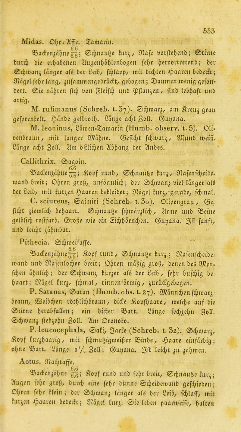 555 Midas. Dfn's^ffc. Samarin. 53aden$ähne|f; ©chnauße frirj, 07afc oorftchenb; ©time burch bie erhabenen 2lugenhÖhlenbogen fel;r hevoortretenb; bei1 ©chmanj langer aB ber Seih, fchlapp, mit bitten paaren bebedt; 9iägel fehr lang, jufammengebrfidt, gebogen; Saumen meniggefon; bert. ©ie narren fich oon 5fc 1 funb Spflanjen, finb lebhaft unb artig. M. rufinianus (Schreb. t. 57). ©d;mar£, am Äreuj grau gefprenfeft, Jpäitbe gelbroth. Sänge od^t Soll, ©upana. M. leoninus, SömehsSamariit (Iiumb. observ. t. 5). Olü eenbraun, mit langer SRafone. ©eftd)t fch»var$, 9D?unb meifj. Sänge a$t Soß- 2lm bftlicfjen 2lbhang ber 2XnbesS. Callitbrix. ©agoitt. 53aden^al;ne^-; Äopf ruiib, ©chnauße £ur$, 9iafenfd;eibe; manb breit; Ohren grofj, unförmlich; ber ©cfjtvan^ oiel länger aB ber Seib, mit furzen paaren belleibet; Sftägel lur^-gerabe, fchinaf. C. sciureus, ©aimtri (Schreb. t. 5o). Olipengrau, @e= ft^t ziemlich behaart, ©chnauße fchmärjlich, 2lrme unb 95eine gelblich roftfarb. ©röfje mie ein Eichhörnchen, ©upana. 3 ff [anft/ unb leicht jähmbai*. Pitbecia. ©djmeifaffe. Säadenjähne^g; Äopf runb, ©chnauße lurj.; 3?afenfcf;eibe= manb unb Ofafenlöcher breit; Ohren mäfjig grofj, benen beö 2)?en^ fchen ähnlich; ber ©cßmanj fürder aB ber Seih, fehr bufchig be- haart; 3?ägel furj, fchmal, rinnenförmig, jurüdgebogen. P. Satanas, ©atan (Humb. obs. t. 27). 9J?ännchen fchmatj- braun, SBeibchen röthlichbraun, bide Kopfhaare, melche auf bie ©tirne h^'abfallen; ein bider 93art. Sänge fccfj^chn Soll. ©d;man$ fieb^ehn Soll. 2lm Oronofo. P. leucocephala, ©aK, 3ai'^e (Schreb. t. 32). ©chmarj, Äopf lur^haarig/ mit fcßmußigmeifier äMnbe, fpaare einfärbig; ohne 53art. Sänge i'/2Soll; ©upana. leicht ^u ^äf;mcn. Aotus. 9?ad;taffe. 23adenjä(;ne Ä'opf runb unb fehr breit, ©chnauße üurj; klugen felpr groß, burch eine fehr bunne ©dpeibemaitb gefchieben; Olpren fel;r Kein ; ber ©d;man* länger aB ber Scib, fc^laff, mit Kirnen Jpaarcn bebedt; Ofägel lurp ©ie leben paarmeife, halten