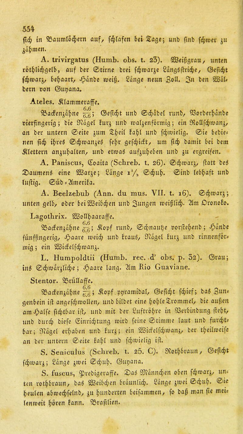 ficf) in fbaumlödpern auf, fcplafen Sei Sage; unb finb fcpmer ju jäpmen. A. trivirgatus (Humb. obs. t. 23). SBeifjgraU/ unten rötplkpgelb, auf bet 0tirne brei fcpmar^e Sängöflricpe, ©eficpt fcpmarj, behaart, Jfpanbe rneip. Sänge neun Soll. 3» ben SGßaU bern »on ©upana. Ateles. Klammeraffe. 6 6 'ißacbenjäpne g^; ©eficpt unb 0cpäbel runb, 93orberpänbe »terftngertg; bie Olägel bur$ unb walzenförmig; ein Slollfcpwanz, an bet untern 0eite jurn Speil bapl unb fcpwielig. 0ie bebie* nen fiep t^>reö 0cpmanze6 fepr gefcpicbt/ um fiep bamit bei bem Klettern anjupalten/ unb etwa$ aufjupeben unb $u ergreifen. A. Paniscus, Soaita (Schreb. t. 26). 0cpmarZ/ fratt be3 ^Daumens* eine SBar^e; Sänge i'/2 0cpup. 0inb lebhaft unb luftig. 0üb = 2lmeriba. A. Beelzebub (Ann. du mus. VII. t. 16). 0cpmarj; unten gelb, ober bei2Bei6cpen unb jungen weiplicp. 2lm Oronobo. Lagotlirix. Sßollpaaraffe. ° 6 6 33acbenzäpne £g; Kopf runb/ 0cpnau|e oorfrepenb; £änbe fünfpngerig/ Jpaare meid) unb braus?/ Olägel burj unb rinnenför* mig; ein SBicbelfcpmanz. L. Humpoldtii (Humb. rec. d’ obs. p. 32). ©rau; ins* 0cpmärzlicpe; Jpaate lang. 2lm Bio Guaviane. Stentor. Brüllaffe. 6 6 33acbenzäpne ^; Kopf.ppramibal/ @eficf)t fcpief; bas? Sun* genbein ift angefdpoollen/ unb bilbet eine pople Srommel/ bie aufjeit amJpalfe ficptbar ifl, unb mit ber Suftröpre in 53erbinbung fiept/ unb burcp biefe Sinricptung mirb feine 0timme laut unb furcpt* bar; Diägel erpabett unb für*; ein Sfßicf'elfcpman,;/ ber tpeilmcife an ber untern 0eite bapl unb fcpmielig ijl. S. Seniculus (Schieb, t. 25. C). DiotpSrauii/ ©eficpt fcpmarj; Sänge jmei 0cpup. ©upana. S. fuscus, ^rebigeraffe. 0as? SO?änncpen oben fcpmar^/ un* ten rotpbraurt/ bas$ SßBeibcpen bräunlic^. Sänge jmei 0cpup. @ic peulen abwecpfelnb/ ju punberten bei|ammcii/ fo baff man ftc mei* lenmeit poren bann, 93raftlieri.