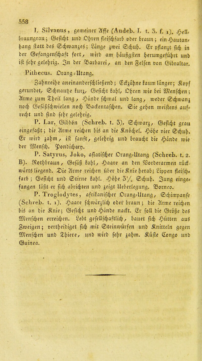 I. Silvanus, gemeiner 2Tffe (Audeb. L t. 3. f. i). jpelb 6raungrou,; ©efid;t unb Ofcren fleifcf>farb ober braun ; ein Jpautan* (>nng ftatt beß 0d;manjeß; Sange ^roet 0d;uf;. Sr pfTan^t ficf> in ber ©efangenfefjaft fort, wirb am fjäufigften f>erumgefüf)rt unb ift fef>r gelehrig. 3» ber Barbarei, an ben gelfen non (Gibraltar. Pithecus. ÖrangiUtang. 3af>nrei£e aneinanberfdfjließenb; Schöne bäum langer; Äopf gerunbet, 0d}nauf§e burj, ©eficfyt baf)f, Ofjren mie bet 93?enfcf)en; 2(rme jum £l;ei( lang, Jpänbe fcfjmal unb lang, meber 0cf)manj noef) ©efäfSfdjnnelen nod) Soeben taffen. 0ie gefjen meiftenß auf* redft unb finb fef;r gelehrig. P. Lar, ©ibbon (Schreb. t. 3). 0<$marj, ©eflcfct grau eingefaßt; bie 2Irme reifen biß an bie $nöd;el. Jpölfe oier 0cfmf). Sr wirb $af>m, ift fanft, gelehrig unb brauet bie Jpänbe »nie ber 93?enfdj. 9i>onbi<$erp. P. Satyrus, Joko, afiatifcfjer Orang=lltang (Scbreb. t. 2. B). 0totl;braun, ©efaß baf)l, Jpaare an ben 93orberarmen rücb-- märtß liegenb. X)ie 2frme reichen über bie Änie ßerab; Sippen fleifdj* färb; ©efießt unb 0tirne baf)f. ^o^e 31/, 0$uf>. 3^ng einge* fangen läßt er fief) abridf>ten unb ^eigt Ueberfegung. 23orneo. P. Troglodytes, afribanifcfyer JÖrang=Utang, 0cf)impanfe (Scbreb. t. i). Jpaare fd;mdr^ficf> ober braun; bie 2(rme reichen biß an bie Änie; ©eftc^t unb «fpanbe naebt. Sr foll bie ©röfje beß 9J?enfcf)en erreichen. Sebt gefeUfcfyaftlicf), bauet ftdb Jpütten auß Steigen; oertfyeibiget ftef) mit 0teinmürfen unb Änitteln gegen Sttenfcfcen unb Spiere, unb wirb fef)t $a£m. ^üfte Songo unb ©uinea.