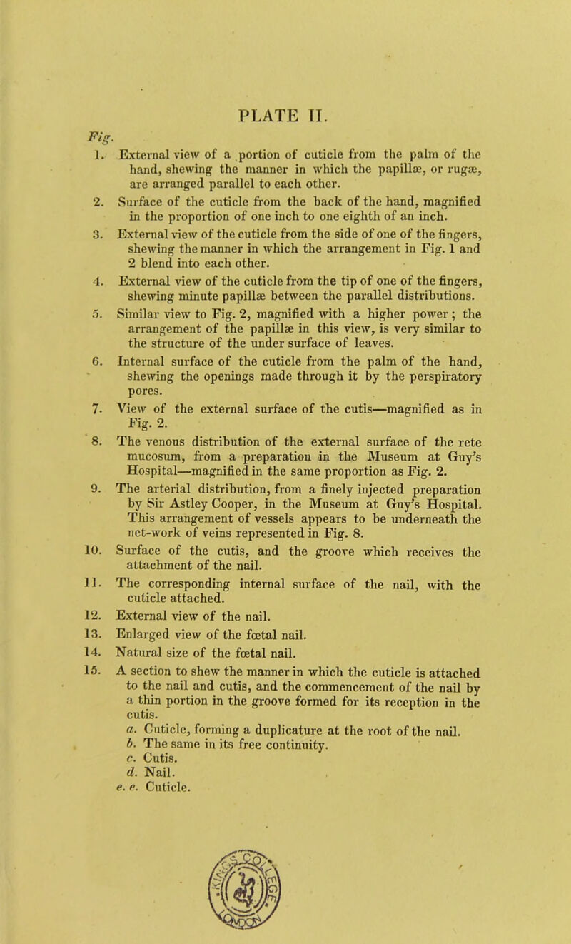 Fig. 1. External view of a portion of cuticle from the palm of the hand, shewing the manner in which the papillae, or rugae, are arranged parallel to each other. 2. Surface of the cuticle from the back of the hand, magnified in the proportion of one inch to one eighth of an inch. 3. External view of the cuticle from the side of one of the fingers, shewing the manner in which the arrangement in Fig. 1 and 2 blend into each other. 4. External view of the cuticle from the tip of one of the fingers, shewing minute papillae between the parallel distributions. 5. Similar view to Fig. 2, magnified with a higher power ; the arrangement of the papillae in this view, is very similar to the structure of the under surface of leaves. 6. Internal surface of the cuticle from the palm of the hand, shewing the openings made through it by the perspiratory pores. 7. View of the external surface of the cutis—magnified as in Fig. 2. 8. The venous distribution of the external surface of the rete mucosum, from a preparation in the Museum at Guy's Hospital—magnified in the same proportion as Fig. 2. 9. The arterial distribution, from a finely injected preparation by Sir Astley Cooper, in the Museum at Guy’s Hospital. This arrangement of vessels appears to be underneath the net-work of veins represented in Fig. 8. 10. Surface of the cutis, and the groove which receives the attachment of the nail. 11. The corresponding internal surface of the nail, with the cuticle attached. 12. External view of the nail. 13. Enlarged view of the foetal nail. 14. Natural size of the foetal nail. 15. A section to shew the manner in which the cuticle is attached to the nail and cutis, and the commencement of the nail by a thin portion in the groove formed for its reception in the cutis. a. Cuticle, forming a duplicature at the root of the nail. b. The same in its free continuity. c. Cutis. d. Nail. e. p. Cuticle.