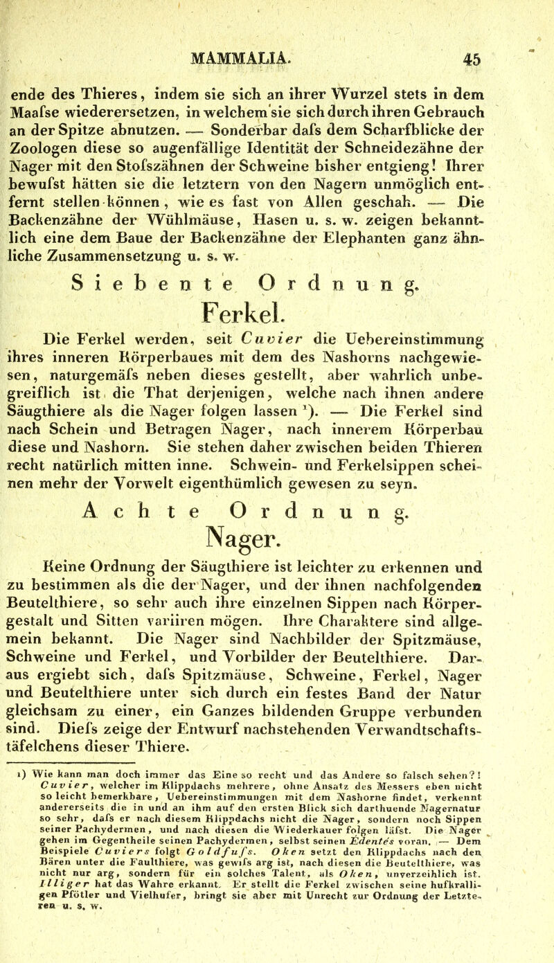 ende des Thieres, indem sie sich an ihrer Wurzel stets in dem Maafse wiederersetzen, in welchem’sie sich durch ihren Gebrauch an der Spitze abnutzen. —- Sonderbar dafs dem Scharfblicke der Zoologen diese so augenfällige Identität der Schneidezähne der Nager mit den Stofszähnen der Schweine bisher entgieng! Ihrer hewufst hätten sie die letztem Ton den Nagern unmöglich ent- fernt stellen können , wie es fast von Allen geschah. Die Backenzähne der Wühlmäuse, Hasen u. s. w. zeigen bekannt- lich eine dem Baue der Backenzähne der Elephanten ganz ähn- liche Zusammensetzung u. s, w. Siebente Ordnung« Ferkel- Die Ferkel werden, seit Cuvier die üehereinstimmung ihres inneren Körperbaues mit dem des Nashorns nachgewie- sen, naturgemäfs neben dieses gestellt, aber wahrlich unbe» greiflich ist die That derjenigen, welche nach ihnen andere Säugthiere als die Nager folgen lassen ^). — Die Ferkel sind nach Schein und Betragen Nager, nach innerem Körperbau diese und Nashorn. Sie stehen daher zwischen beiden Thieren recht natürlich mitten inne. Schwein- und Ferkelsippen schei- nen mehr der Vorwelt eigenthümlich gewesen zu seyn. Achte Ordnung. Nager. Keine Ordnung der Säugthiere ist leichter zu erkennen und zu bestimmen als die der Nager, und der ihnen nachfolgenden Beutelthiere, so sehr auch ihre einzelnen Sippen nach Körper- gestalt und Sitten variiren mögen. Ihre Charaktere sind allge- mein bekannt. Die Nager sind Nachbilder der Spitzmäuse, Schweine und Ferkel, und Vorbilder der Beutelthiere. Dar- aus ergiebt sich, dafs Spitzmäuse, Schweine, Ferkel, Nager und Beutelthiere unter sich durch ein festes Band der Natur gleichsam zu einer, ein Ganzes bildenden Gruppe verbunden sind. Diefs zeige der Entwurf nachstehenden Verwandtschafts- täfelchens dieser Thiere. i) Wie kann man doch immer das Eine so recht und das Andere so falsch sehen?! Cuvier, welcher im Klippdachs mehrere, ohne Ansatz des Messers eben nicht so leicht bemerkbare , IJebereinstimmungen mit dem STashorne findet, verkennt andererseits die in und an ihm auf den ersten Blich sich darlhuende Wagernatur 80 sehr, dafs er nach diesem Klippdachs nicht die Nager, sondern noch Sippen seiner Pachydermen, und nach diesen die Wiederkäuer folgen läfst. Die Nager gehen im Gegentheile seinen Pachydermen, selbst seinen Etlentes voran. — Dem Beispiele Cuvier s folgt G o l df uf s. Oken setzt den Klippdachs nach den Bären unter die Faullhiere, was gewifs arg ist, nach diesen die Beutelthiere, was nicht nur arg, sondern für ein solches Talent, als Oken, unverzeihlich ist. Illiger hat das Wahre erkannt. Er stellt die f'erkel zwischen seine hufkralli- gen Pfötler und Vielhnfer, bringt sie aber mit Unrecht zur Ordnung der Letzte- reu u. s. w.