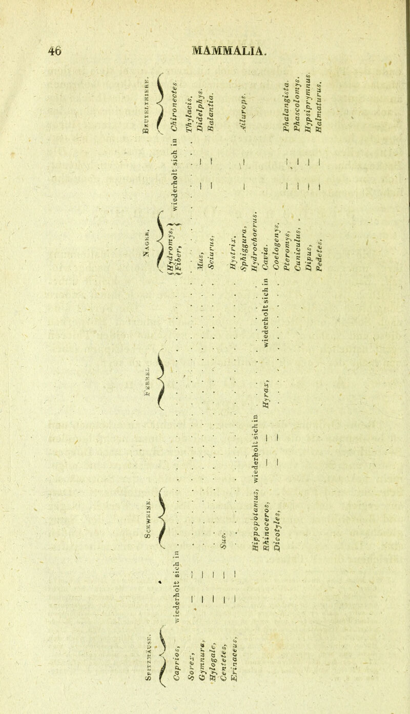 i ( S I ■< I I/i fi d ?e . C9 a a e c g 5> >5 ^ a o g -2 ^ -s a « o. ä/ ! I ! 1 I I I I 51 k; 'd •2 .2 aa 2 ^ a -2“ a d I ! -O (b «i o o ^ e, a o 't - ^ ^ d I I i II I I I ■\ s e .« £9 d a w Pedetes, — — Halmaturus.