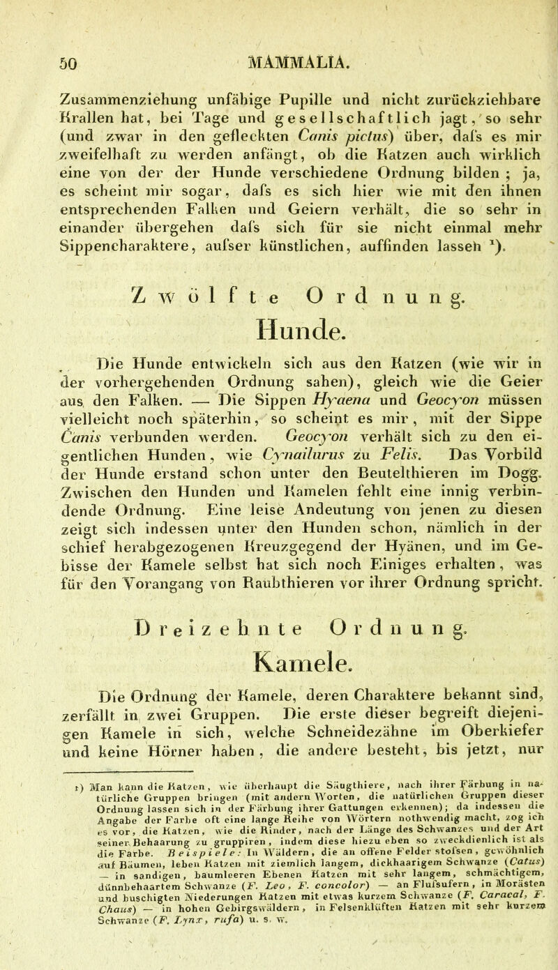 Zusainmenzlehung unfähige Pupille und nicht zurüchziehbare Krallen hat, bei Tage und gesellschaftlich jagt, so sehr (und zwar in den geliechten Canis piclm) über, dafs es mir zweifelhaft zu werden anfängt, ob die Katzen auch wirklich eine von der der Hunde verschiedene Ordnung bilden ; ja, es scheint mir sogar, dafs es sich hier wie mit den ihnen entsprechenden Falken und Geiern verhält, die so sehr in einander übergehen dafs sich für sie nicht einmal mehr Sippencharaktere, aufser künstlichen, auflinden lasseh ^). Zwölfte Ordnung. Hunde. Die Hunde entwickeln sich aus den Katzen (wie wir in der vorhergehenden Ordnung sahen), gleich wie die Geier aus, den Falken. — Die Sippen Hyaena und Geocyon müssen vielleicht noch späterhin, so scheint es mir, mit der Sippe Canis verbunden werden. Geocyon verhält sich zu den ei- gentlichen Hunden, wie Cynailurus zu Felis. Das Vorbild der Hunde erstand schon unter den Beutelthieren im Dogg. Zwischen den Hunden und Kamelen fehlt eine innig verbin- dende Ordnung. Eine leise Andeutung von jenen zu diesen zeigt sich indessen i^nter den Hunden schon, nämlich in der schief herabgezogenen Kreuzgegend der Hyänen, und im Ge- bisse der Kamele selbst hat sich noch Einiges erhalten , was für den Yorangang von Raubthieren vor ihrer Ordnung spricht. Dreizehnte O r d n u n g. Kamele. Die Ordnung der Kamele, deren Charaktere bekannt sind, zerfällt in zwei Gruppen. Die erste dieser begreift diejeni- gen Kamele in sich, welche Schneidezähne i'm Oberkiefer und keine Hörner haben, die andere besteht, bis jetzt, nur t) Man haim die Katzen, wie überhaupt die Sängthiere, nach ihrer pärbung in na* türliche Gruppen bringen (mit andern Worten, die natürlichen Gruppen dieser Ordnung lassen sich in der Färbung ihrer Gattungen erkennen); da indessen die Angabe der Farbe oft eine lange Reihe von Wörtern nothwendig macht, zog ich es vor, die Katzen, wie die Rinder, nach der Länge des Schwanzes und der Art seiner. Behaarung zu gruppiren , indem diese liiezu eben so zweckdienlich ist als die Farbe. Beispiele: In Wäldern, die an offene Felder stofsen , gewöhnlich auf Bäumen, leben Katzen mit ziemlich langem, dickhaarigem Schw'anze {Cyus) in sandigen, baumleeren Ebenen Ratzen mit sehr langem, schmächtigem, dünnbehaartem Schwänze (F. Leo, F. concolor) — an Flufsufern, in Morästen und buschigten Niederungen Katzen mit etwas kurzem Schwänze (F. Caracal, F. Chans) — in hohen Gehirgsw'äldern, in Felsenklüften Katzen mit sehr kurzem Schwänze (F, I.ynx, rufa) u. s. w.