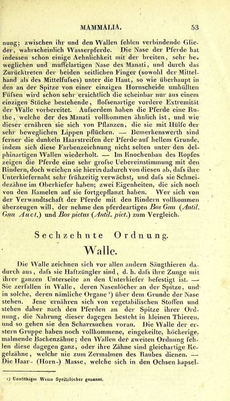 nung; zwischen ihr und den Wallen fehlen verbindende Glie- der, wahrscheinlich Wasserpferde. Die Nase der Pferde hat indessen schon einige Aehnlichkeit mit der breiten, sehr be< weglichen und mufl’elartigen Nase des Manati , und durch das Zurücktreten der beiden seitlichen Finger (sowohl der Mittel- hand als des Mittelfufses) unter die Haut, so wie überhaupt in den an der Spitze von einer einzigen Hornscheide umhüllten Füfsen wird schon sehr ersichtlich die scheinbar nur aus einem einzigen Stücke bestehende, llofsenartige vordere Extremität der Walle vorbereitet. Aufserdem haben die Pferde eine Ru- the , welche der des Manati vollkommen ähnlich ist, und wie dieser ernähren sie sich von Pflanzen, die sie mit Hülfe der sehr beweglichen Lippen pflücken. — Bemerkenswerth sind ferner die dunkeln Haarstreifen der Pferde auf hellem Grunde, indem sich diese Farbenzeichnung nicht selten unter den deL phinartigen Wallen wiederholt. — Im Knochenbau des Kopfes zeigen die Pferde eine sehr grofse üebereinstimmung mit den Rindern, doch weichen sie hierin dadurch von diesen ab, dafs ihre Unterkiefernaht sehr frühzeitig verwächst, und dafs sie Schnei- dezähne im Oberkiefer haben; zwei Eigenheiten, die sich noch von den Kamelen auf sie fortgepflanzt haben. Wer sich von der Verwandtschaft der Pferde mit den Rindern vollkommen überzeugen will, der nehme den pferdeartigen Bos Gnu {Antil. Gnii Auci\) und Bos pictiis (AntiL pict.) zum Vergleich. Sechzehnte Ordnung. Walle. Die Walle zeichnen sich vor allen andern Säugthieren da- durch aus , dafs sie Haftzüngler sind, d. h. dafs ihre Zunge mit ihrer ganzen Unterseite an den Unterkiefer befestigt ist. —* Sie zerfallen in Walle, deren Nasenlöcher an der Spitze, und' in solche, deren nämliche Organe über dem Grunde der Nase Stehen. Jene ernähren sich von vegetabilischen Stoffen und stehen daher nach den Pferden an der Spitze ihrer Ord- nung, die Nahrung dieser dagegen besteht in kleinen Thieren, und so gehen sie den Scharrsucken voran. Die Walle der er- stem Gruppe haben noch vollkommene, eingekeilte, höckerige, malmende Backenzähne; den Wallen der zweiten Ordnung feh- len diese dagegen ganz, oder ihre Zähne sind gleichartige Ke- gelzähne , welche nie zum Zermalmen des Raubes dienen. — Die Haar° (Horn-) Masse, welche sich in den Ochsen kapsel- 0 ünnöthigei Weise Spritzlöcher genannt