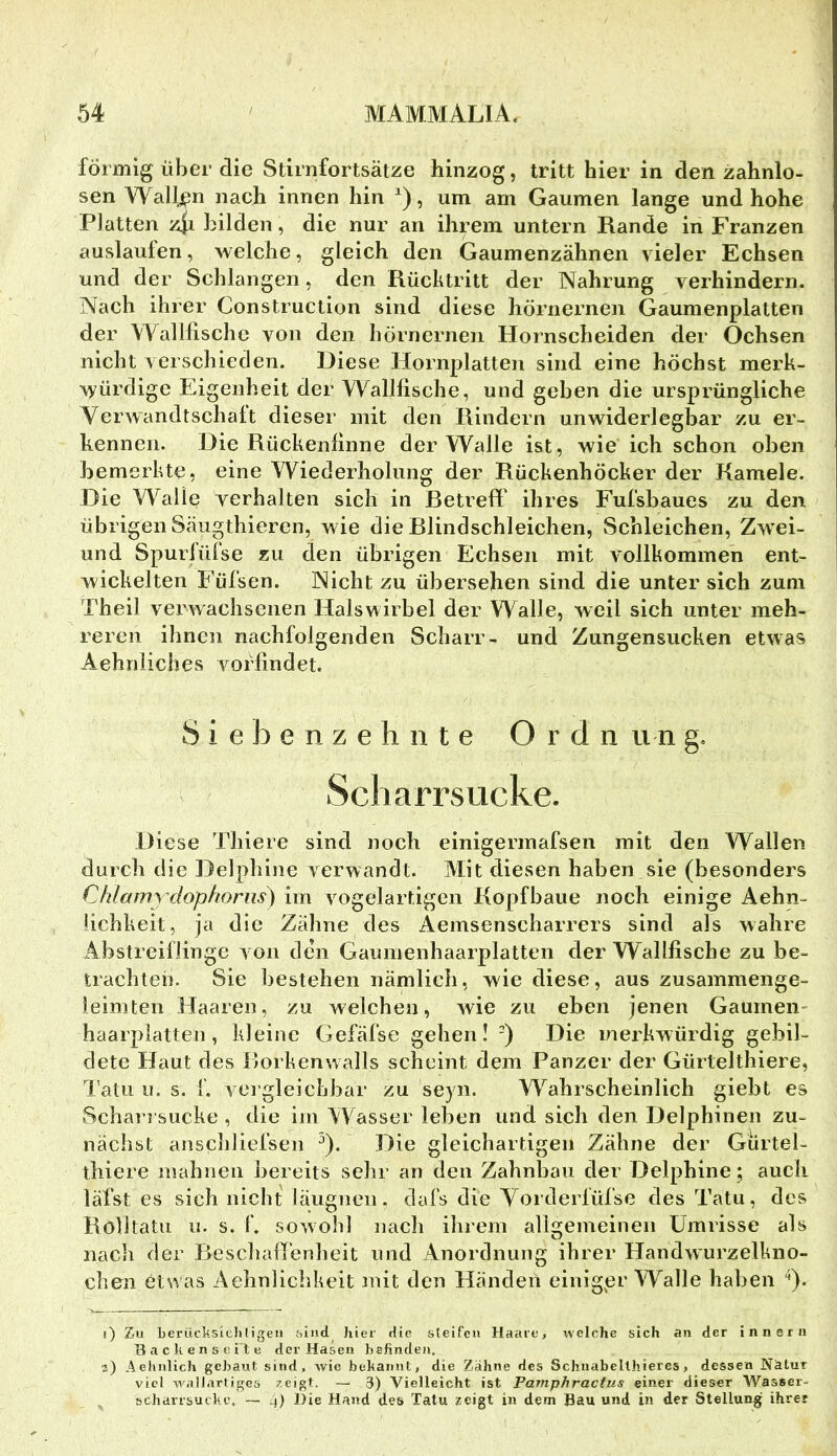 förmig über die Stirnfortsätze hinzog, tritt hier in den zahnlo- sen Walljpn nach innen hin ^), um am Gaumen lange und hohe Platten z|i bilden, die nur an ihrem untern Rande in Franzen auslaufen, welche, gleich den Gaumenzähnen vieler Echsen und der Scblangen, den Rücktritt der Nahrung verhindern. Nach ihrer Construction sind diese hörnernen Gaumenplatten der Walllische von den hörnernen Hornscheiden der Ochsen nicht verschieden. Diese Hornplatten sind eine höchst merk- würdige Eigenheit der Walllische, und gehen die ursprüngliche Verwandtschaft dieser mit den Rindern unwiderlegbar zu er- kennen. Die Rückenlinne der Walle ist, wie ich schon oben bemerkte, eine Wiederholung der Rückenhöcker der Kamele. Die Walle verhalten sich in Betreff ihres Fufsbaues zu den übrigen Säugthieren, wie die Blindschleichen, Schleichen, Zwei- und Spurfüfse zu den übrigen Echsen mit vollkommen ent- wickelten Füfsen. Nicht zu übersehen sind die unter sich zum Theil verwachsenen Halswirbel der Walle, weil sich unter meh- reren ihnen nachfolgenden Scharr- und Zungensucken etwas Aehniiches vorfindet. Siebenzehnte Ordn u n g. Scharrsucke. Diese Thiere sind noch einigermafsen mit den Wallen durch die Delphine verwandt. Mit diesen haben sie (besonders Chlamy^dophoriis) im vogelartigen Kopfbaue noch einige Aehn- iichkeit, ja die Zähne des Aemsenscharrers sind als wahre AbstreiUinge von den Gaumenhaarplatten der Wallfische zu be- trachten. Sie bestehen nämlich, wie diese, aus zusammenge- leimten Haaren, zu welchen, wie zu eben jenen Gaumen- haarplatten, kleine Gefäfse gehen I -) Die merkwürdig gebil- dete Haut des Korkenwalls scheint dem Panzer der Gürtelthiere, Tatii u. s. f. vergleichbar zu seyn. Wahrscheinlich giebt es Scharrsucke , die im Wasser leben und sich den Delphinen zu- nächst anschliefsen ^). Die gleichartigen Zähne der Gürtel- thiere mahnen bereits sehr an den Zahnbau der Delphine; aueli läfst es sich nicht iäugnen. dafs die Yorderfül'se des Tatu, des RöVltatu u. s. f. sowohl nach ihrem allgemeinen Umrisse als nach der ReschalTenheit und Anordnung ihrer Handwurzelkno- chen etw as Aehnliclikeit mit den Händen einigpr Walle haben '^). 1) Zu berücksicli ligen sind hier die sleifen Haare, welche sich an der i n n s r ii Backen seile der Hasen befinden, 2) Aeluilich gebaut sind, wie bekannt, die Zähne des Schuabelthieres, dessen Natur viel wallartiges zeigt. — 3) Vielleicht ist Pamphractus einer dieser W^asser- scharrsucke, — 4) Die Hand des Tatu zeigt in dem Bau und in der Stellung ihrer