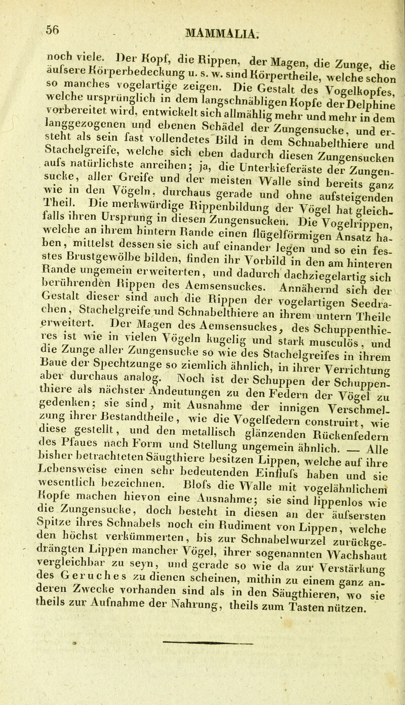 «Y’ der Magen, die Zunge, die aufse. e Ko. perbedeckung u. s. w. sind Körpertheile, welch! schon so manches vogeJart.ge zeigen. Die Gestalt des Vogelkopfes welche ursprünglich in dem langschnabligen Kopfe der Delphine vorbereitet wird, entwickelt sich allmählig mehr und mehr indem langgezogenen und ebenen Schädel der Zungensucke, und er steht als sein fast vollendetes Bild in dem s!hnabelthiere und Stachelgreife, welche sich eben dadurch diesen Zungensuchen aufs natur ichste anre.hen; ,a, die ünterhieferäste de! Zungen- sucke, aller Greife und der meisten Walle sind bereits lanz ThHl d“ ^ und ohne aufsteige!den Iheil. Die merkwürdige Rippenbildung der Vögel hat gleich- falls i^hien Ursprung m diesen Zungensucken. Die Vogelnppen, Tn mb!el iT einen flügelförmigen Ansatz ha! ben, mittelst dessen sie sich auf einander legen und so ein fes stes Brustgewölbe bilden, finden ihr Vorbild in den am hinteren Rande ungemein erweiterten, und dadurch dachziegelartig sich beiuhienden Rippen des Aemsensuckes. Annähernd sich der Gestalt dieser sind auch die Rippen der vogelartigen Seedra- chen, Stachelgreife und Schnabelthiere an ihrem untern Theile erweitert. Der klagen des Aemsensuckes, des Schuppenthie- res ist wie in vielen Vögeln kugelig und stark musculös, und die Zunge aller Zungensucke so wie des Stachelgreifes in ihrem -Baue der Spechtzunge so ziemlich ähnlich, in ihrer Verrichtung aber durchaus analog. Noch ist der Schuppen der Schuppen- thiere als nächster Andeutungen zu den Federn der Vögel zu gedenken; sie sind, mit Ausnahme der innigen Verschmel zung ihrer Restandtheile, wie die Vogelfedern construirt, wie metallisch glänzenden Rückenfedeni des Plaues nach h orm und Stellung ungemein ähnlich. Alle bisher betrachteten Säugthiere besitzen Lippen, welche auf ihre Lebensweise einen sehr bedeutenden Einfiufs haben und sie wesentlich bezeichnen. Blofs die Walle mit vogelähnlichem Kopie machen hievon eine Ausnahme; sie sind lippenlos wie die Zungensucke, doch besteht in diesen an der äufsersten bpitze ihres Schnabels noch ein Rudiment von Lippen, welche den höchst verkümmerten, bis zur Schnabelwurzel zurückee- drangten Lippen mancher Vögel, ihrer sogenannten Wachshaut vergleichbar zu seyn, und gerade so wie da zur Verstärkung des Geruches zu dienen scheinen, mithin zu einem ganz an- deren Zwecke vorhanden sind als in den Säugthieren, wo sie theils zur Aufnahme der Nahrung, theils zum Tasten nützen.