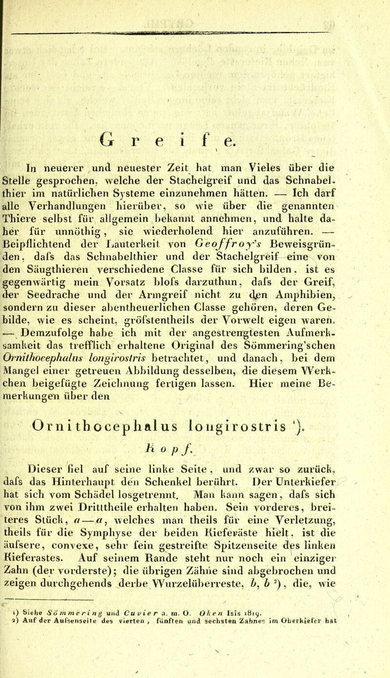 In neuerer und neuester Zeit hat man Vieles über die Stelle gesprochen, welche der Stachelgreif und das Schnabel- thier im natürlichen Systeme einzunehmen hätten. — Ich darf alle Verhandlungen hierüber, so wie über die genannten Thiere selbst für allgemein bekannt annehmen, und halte da- her für unnöthig, sie wiederholend hier anzuführen. — Beipflichtend der Lauterkeit von Geojfroy's Beweisgrün- den , dafs das Schnabelthier und der Stachelgr^if oino von den Säugthieren verschiedene Classe für sich bilden, ist es gegenwärtig mein Vorsatz blofs darzuthun, dafs der Greif, der Seedrache und der Aringreif nicht zu cfen Amphibien^ sondern zu dieser abentheuerlichen Classe gehören, deren Ge- bilde, wie es scheint, gröfstentheils der Vorwelt eigen waren. -— Demzufolge habe ich mit der angestrengtesten Aufmerk- samkeit das trefflich erhaltene Original des Sömmering’schen Ornithoeephahis longirostris betrachtet, und danach, bei dem Mangel einer getreuen Abbildung desselben, die diesem Werk- eben beigefügte Zeichnung fertigen lassen. Hier meine Be- merkungen über den Ornitbocephalus longirostris'). hop f. Dieser fiel auf seine linke Seite , und zwar so zurück, dafs das Hinterhaupt den Schenkel berührt. Der Unterkiefer hat sich vom Schädel losgetrennt. Man kann sagen, dafs sich von ihm zwei Dritltheile erhalten haben. Sein vorderes, brei- teres Stück, a —«, welches man theils für eine yerletzimg, theils für die Symphyse der beiden Kieferäste hielt, ist die äufsere, convexe, sehr fein gestreifte Spitzenseite (f^s linken Kieferastes. Auf seinem Rande steht nur noch ein einziger Zahn (der vorderste); die übrigen Zähne sind abgebrochen und zeigen durchgehends derbe Wurzelüberreste, Z», 6 ^), die, wie 1) Siehe So mme ri n g und Cuvier a. m. O. Ohen Isis »8*9. 2) Auf der Aufsenseif e des vierten , fünften »nd sechsten Zahnes in» Oberkiefer hat