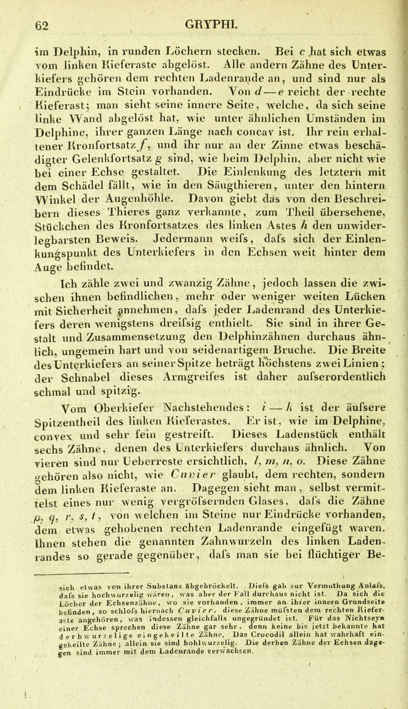 im Delphin, in runden Löchern stechen. Bei c liat sich etwas vom linken Kieferaste ahgelöst. Alle andern Zähne des Unter- kiefers gehören dem rechten Ladenrande an, und sind nur als Eindrücke im Stein vorhanden. Von c? — e reicht der rechte Kieferast5 man sieht seine innere Seite, welche, da sich seine linke Wand abgelöst hat, wie unter ähnlichen Umständen im Delphine, ihrer ganzen Länge nach concav ist. Ihr rein erhal- tener Kronfortsatz und ihr nur an der Zinne etwas beschä- digter Gelenkfortsatz g sind, wie heim Delphin, aber nicht wie bei einer Echse gestaltet. Die Einlenkung des letzterh mit dem Schädel fällt, wie in den Säugthieren, unter den hintern Winkel der Augenhöhle. Davon giebt das von den Beschrei- bern dieses Thieres ganz verkannte, zum Theil übersehene, Stückchen des Kronfortsatzes des linken Astes h den unwider- legbarsten Beweis. Jedermann weifs, dafs sich der Einlen- kungspunkt des Unterkiefers in den Echsen weit hinter dem Auge befindet. Ich zähle zwei und zwanzig Zähne, jedoch lassen die zwi- schen ihnen befindlichen, mehr oder weniger weiten Lücken mit Sicherheit pnnehmen, dafs jeder Ladenrand des Unterkie- fers deren wenigstens dreifsig enthielt. Sie sind in ihrer Ge- stalt und Zusammensetzung den Delphinzähnen durchaus ähn- lieh, ungemein hart und von seidenartigem Bruche. Die Breite des Unterkiefers an seiner Spitze beträgt Höchstens zwei Linien ; der Schnabel dieses Armgreifes ist daher aufserordentlich schmal und spitzig. Vom Oberkiefer Nachstehendes: i — k ist der äufsere Spitzentheil des linken Kieferastes. Er ist, wie im Delphine, convex_ und sehr fein gestreift. Dieses Ladenstück enthält sechs Zähne, denen des Unterkiefers durchaus ähnlich. Von vieren sind nur Ueberreste ersichtlich, /, n. o. Diese Zähne P^ehören also nicht, wie glaubt, dem rechten, sondern dem linken Kieferaste an. Dagegen sieht man , selbst vermit- telst eines nur wenig vergröfsernden Glases, dafs die Zähne P? 9, G welchen im Steine nur Eindrücke vorhanden, dem etwas gehobenen rechten Ladenrande eingefügt waren. Ihnen stehen die genannten Zahnwurzeln des linken Laden- randes so gerade gegenüber, dafs man sie bei flüchtiger Be- sieh etwas von ihrer Substanz abgebröckelt. Diefs gab zur Vennuthung Anlafs, dafs sie hochwurzelig waren, was aber der Fall durchaus nicht ist. Da sich die Löcher der Echsenzähne, wo sie vorhanden, immer am ihrer innern Grundseite befinden, so schlofs hiernach Cuvier, diese Zähne müfsten dom rechten Kiefer- aste angehören, was indessen gleichfalls ungegründet ist. Für das Nichtseyn einer Echse sprechen diese Zähne gar sehr. denn keine bis jetzt bekannte hat d e r b Vv'ur 7, e 1 i ge eingekeilte Zähne, Das Crocodil allein hat wahrhaft ein- gekeilte Zähne ; allein sie sind hohlwurzelig. Die derben Zähne der Echsen dage- gen sind immer mit dem Ladenrande verw'achsen. i