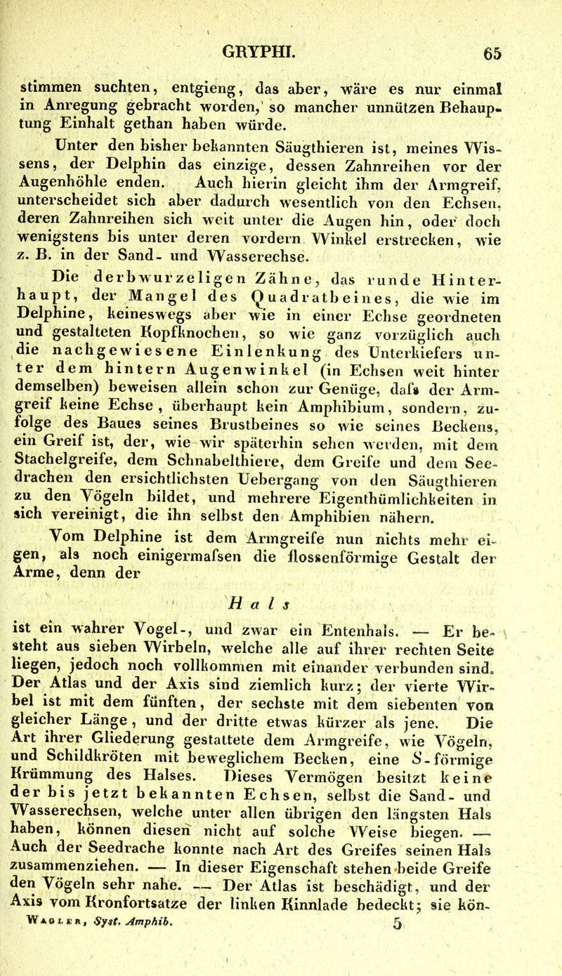 stimmen suchten, entgieng, das aber, wäre es nur einmal in Anregung gebracht worden,' so mancher unnützen Behaup- tung Einhalt gethan haben würde. Unter den bisher bekannten Säugthieren ist, meines Wis- sens, der Delphin das einzige, dessen Zahnreihen vor der Augenhöhle enden. Auch hierin gleicht ihm der Armgreif, unterscheidet sich aber dadurch wesentlich von den Echsen, deren Zahnreihen sich weit unter die Augen hin, oder doch wenigstens bis unter deren vordem Winkel erstrecken, wie z. B. in der Sand- und Wasserechse. Die derbwurzeligen Zähne, das runde Hinter- haupt, der Mangel des Quadrath eines, die wie im Delphine, keineswegs aber wie in einer Echse geordneten und gestalteten Kopfknochen, so wie ganz vorzüglich auch die nach gewiesene Einlenkung des Unterkiefers un- ter dem hintern Augenwinkel (in Echsen weit hinter demselben) beweisen allein schon zur Genüge, dafs der Arm- greif keine Echse, überhaupt kein Amphibium, sondern, zu- folge des Baues seines Brustbeines so wie seines Beckens, ein Greif ist, der, wie wir späterhin sehen werden, mit dem Stachelgreife, dem Schnabelthiere, dem Greife und dem See- drachen den ersichtlichsten Uebergang von den Säugthieren zu den Yögeln bildet, und mehrere Eigenthümlichkeiten in sich vereinigt, die ihn selbst den Amphibien nähern. Vom Delphine ist dem Armgreife nun nichts mehr ei- gen ^ als noch einigermafsen die flossenförmige Gestalt der Arme, denn der Hals ist ein wahrer Vogel-, und zwar ein Entenhals. — Er be« steht aus sieben Wirbeln, welche alle auf ihrer rechten Seite liegen, jedoch noch vollkommen mit einander yerbunden sind. Der Atlas und der Axis sind ziemlich kurz; der vierte Wir- bel ist mit dem fünften, der sechste mit dem siebenten von gleicher Länp , und der dritte etwas kürzer als jene. Die Art ihrer Gliederung gestattete dem Armgreife, wie Vögeln, und Schildkröten mit beweglichem Becken, eine förmige Krümmung des Halses. Dieses Vermögen besitzt keine der bis jetzt bekannten Echsen, selbst die Sand- und Wasserechsen, welche unter allen übrigen den längsten Hals haben, können diesen nicht auf solche Weise biegen. Auch der Seedrache konnte nach Art des Greifes seinen Hals zusammenziehen. — In dieser Eigenschaft stehen beide Greife den Vögeln sehr nahe. — Der Atlas ist beschädigt, und der Axis vom Kronfortsatze der linken Kinnlade bedeckt; sie kön- W A o 1. s R, Amphih, 5